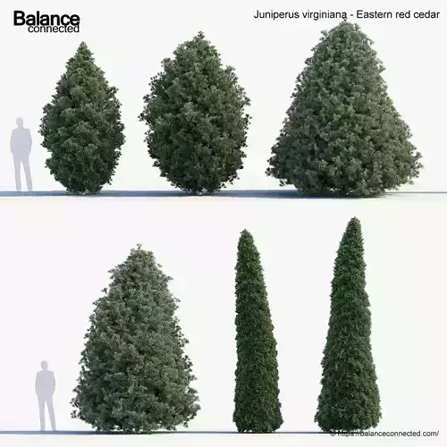 Juniperus virginiana Eastern red cedar 3D model