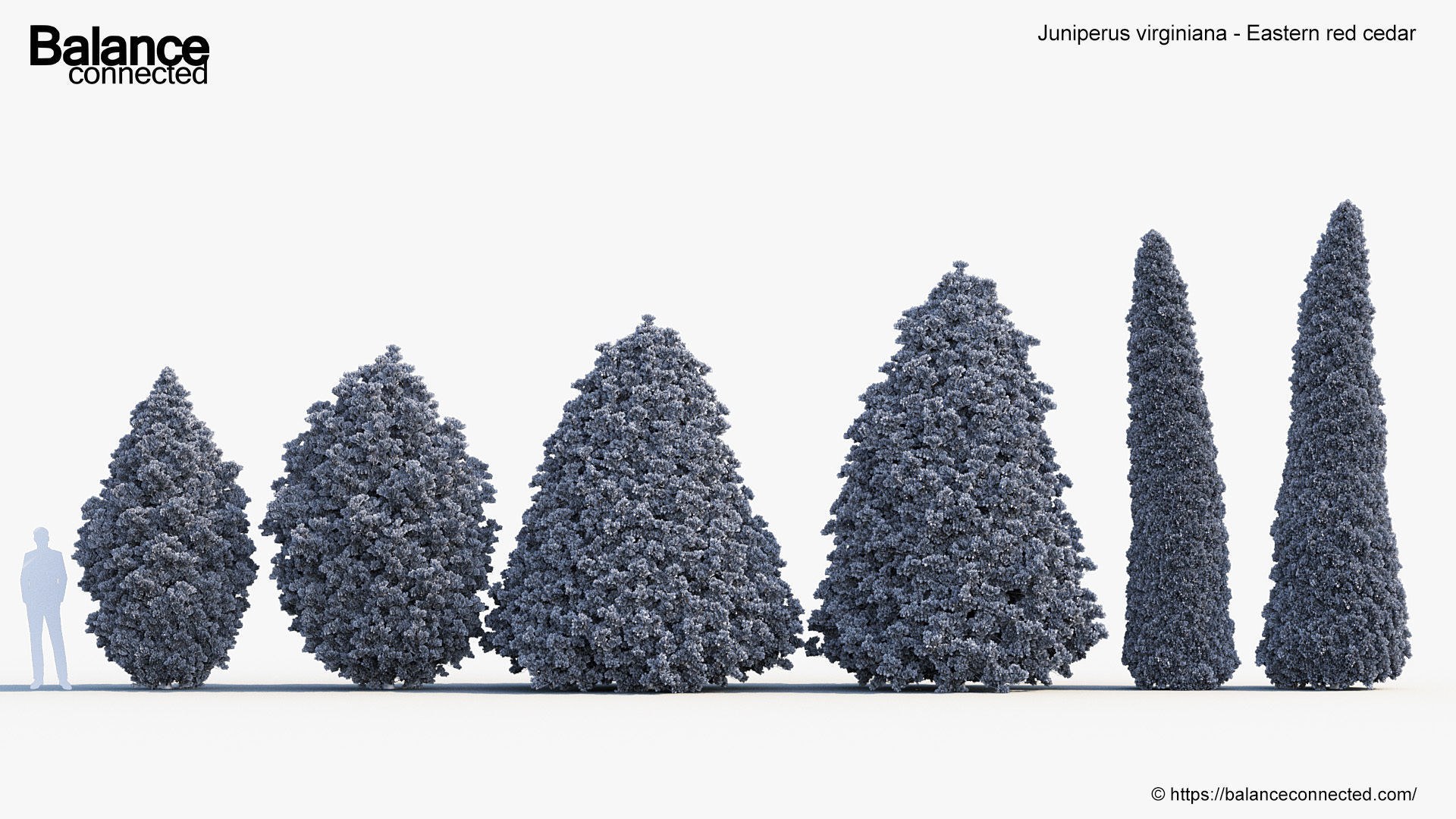 Juniperus virginiana Eastern red cedar 3D model_6