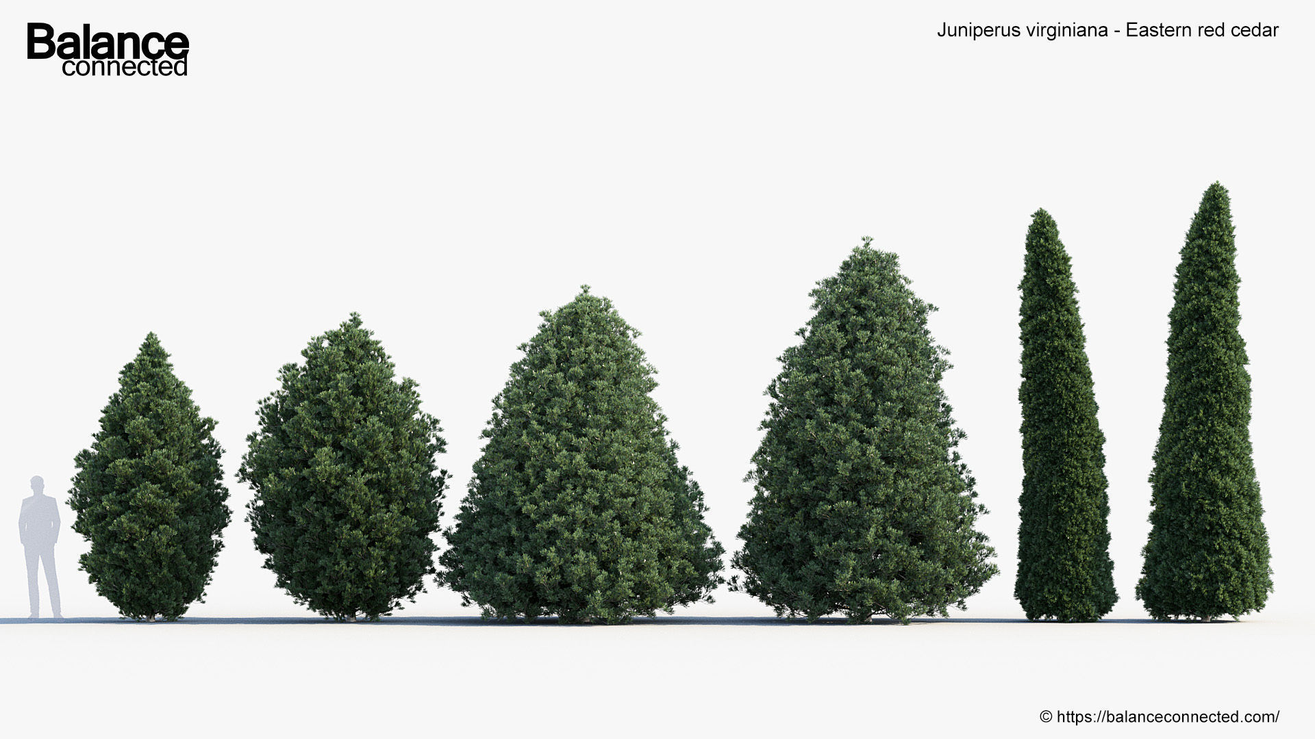 Juniperus virginiana Eastern red cedar 3D model_1