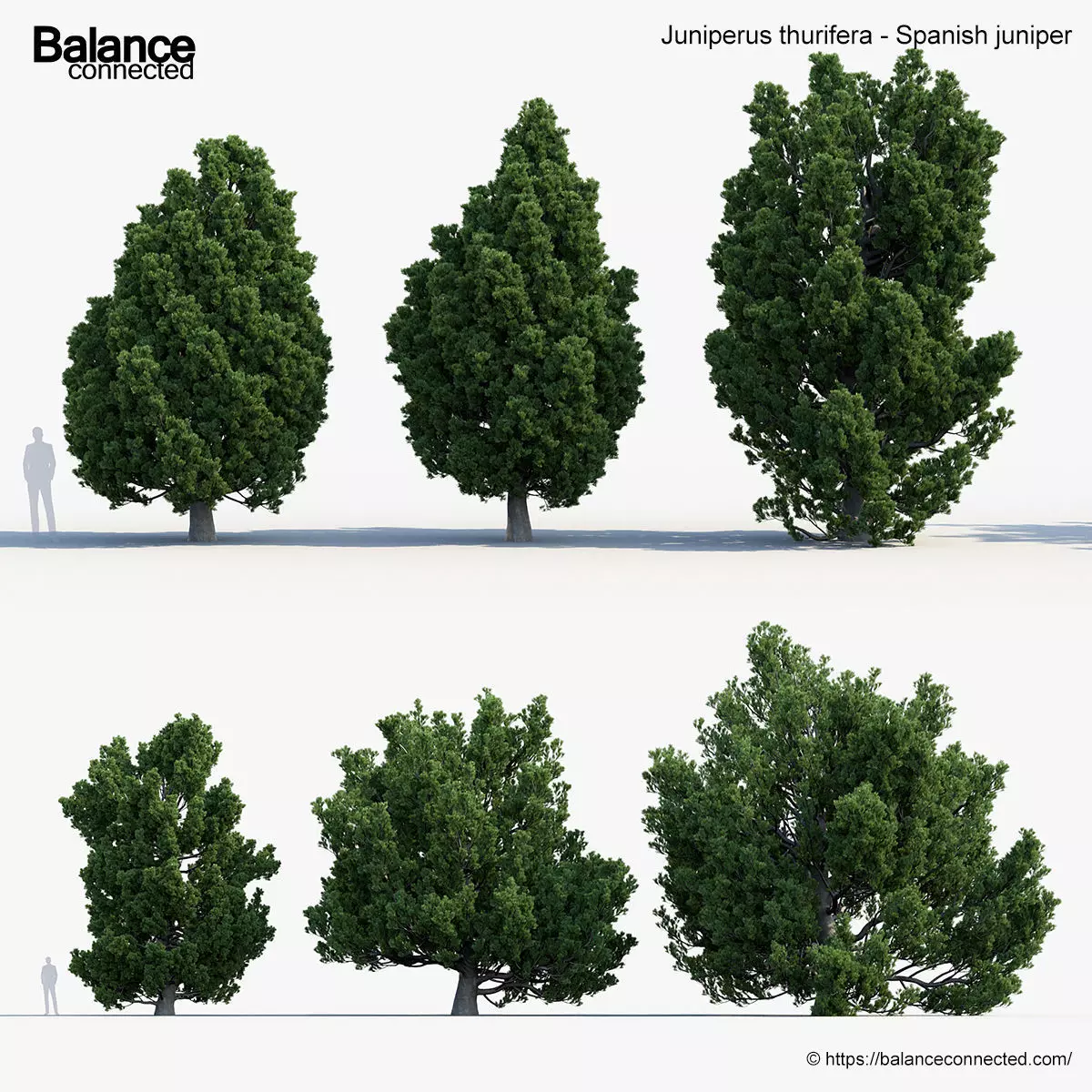 Juniperus thurifera Spanish juniper 3D model