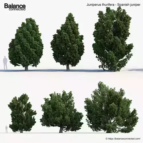Juniperus thurifera Spanish juniper  3D model