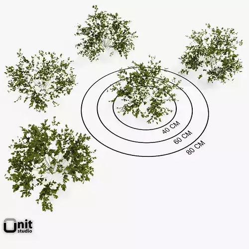 Bushes Collection - Set plant with leaves