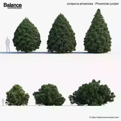 Juniperus phoenicea Phoenician juniper