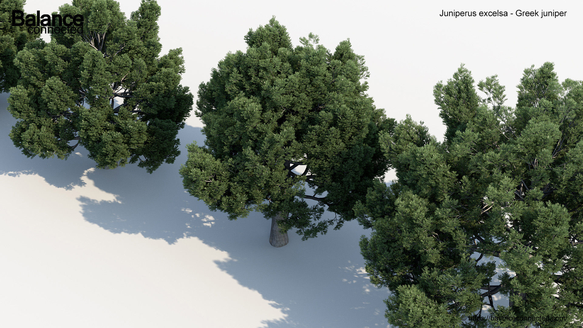 Juniperus excelsa Greek juniper 3D model_4
