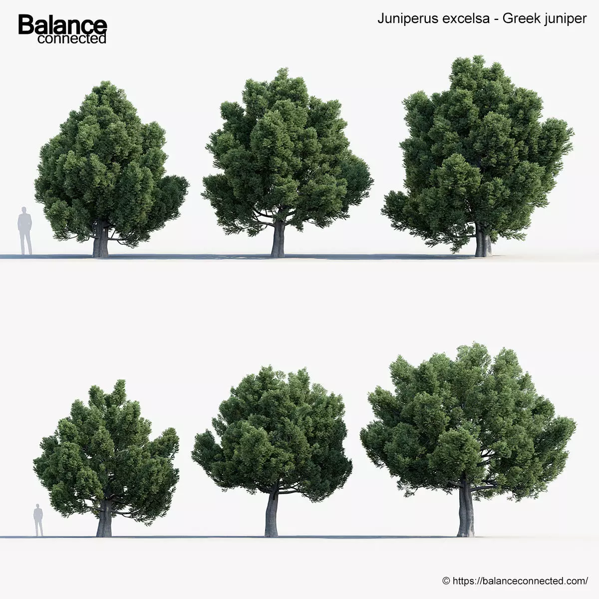 Juniperus excelsa Greek juniper 3D model_0