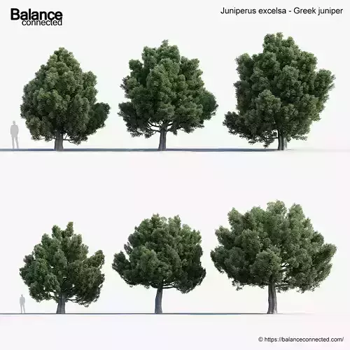 Juniperus excelsa Greek juniper 3D model Juniperus excelsa Greek juniper 3D model