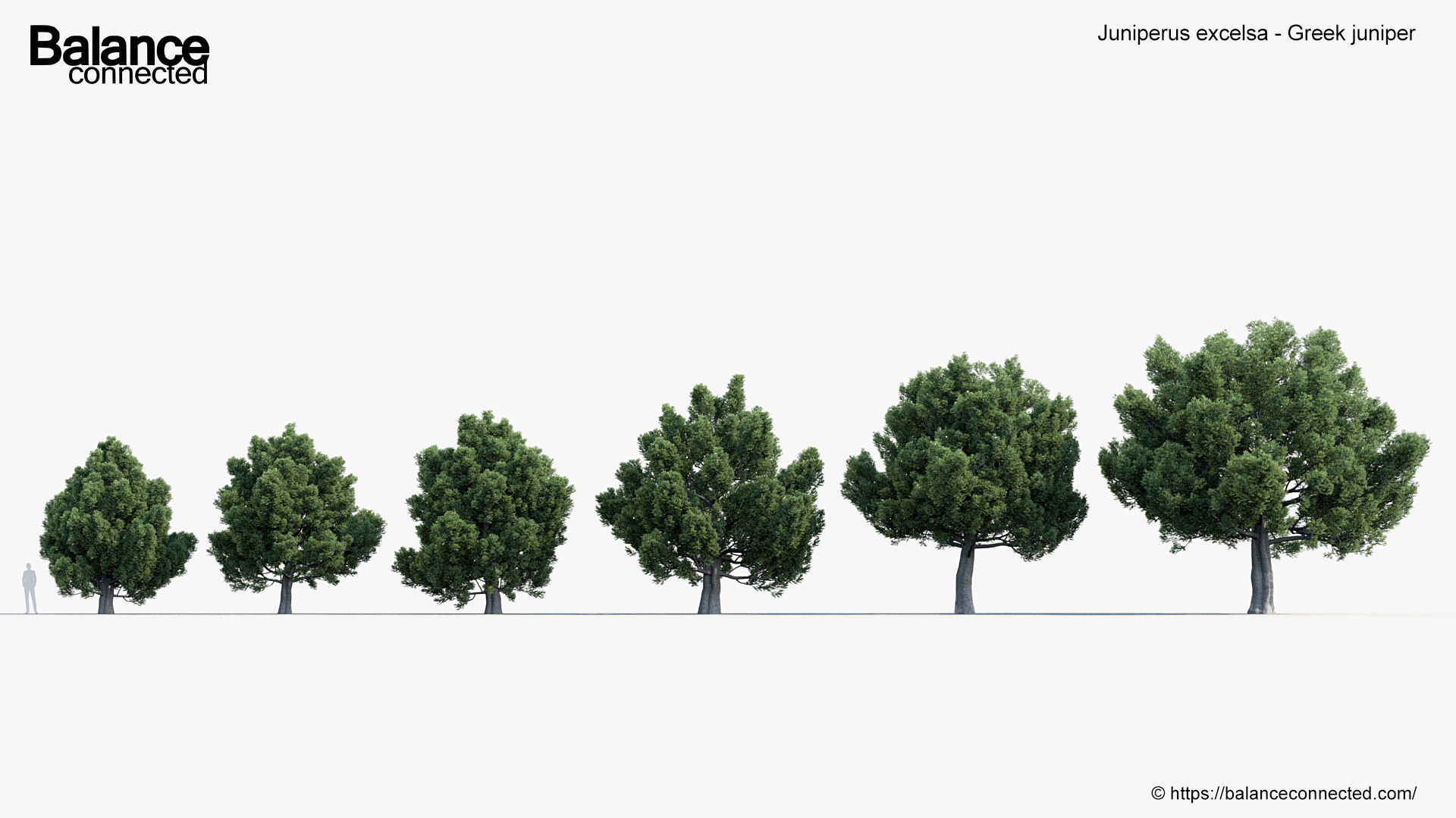 Juniperus excelsa Greek juniper 3D model_1