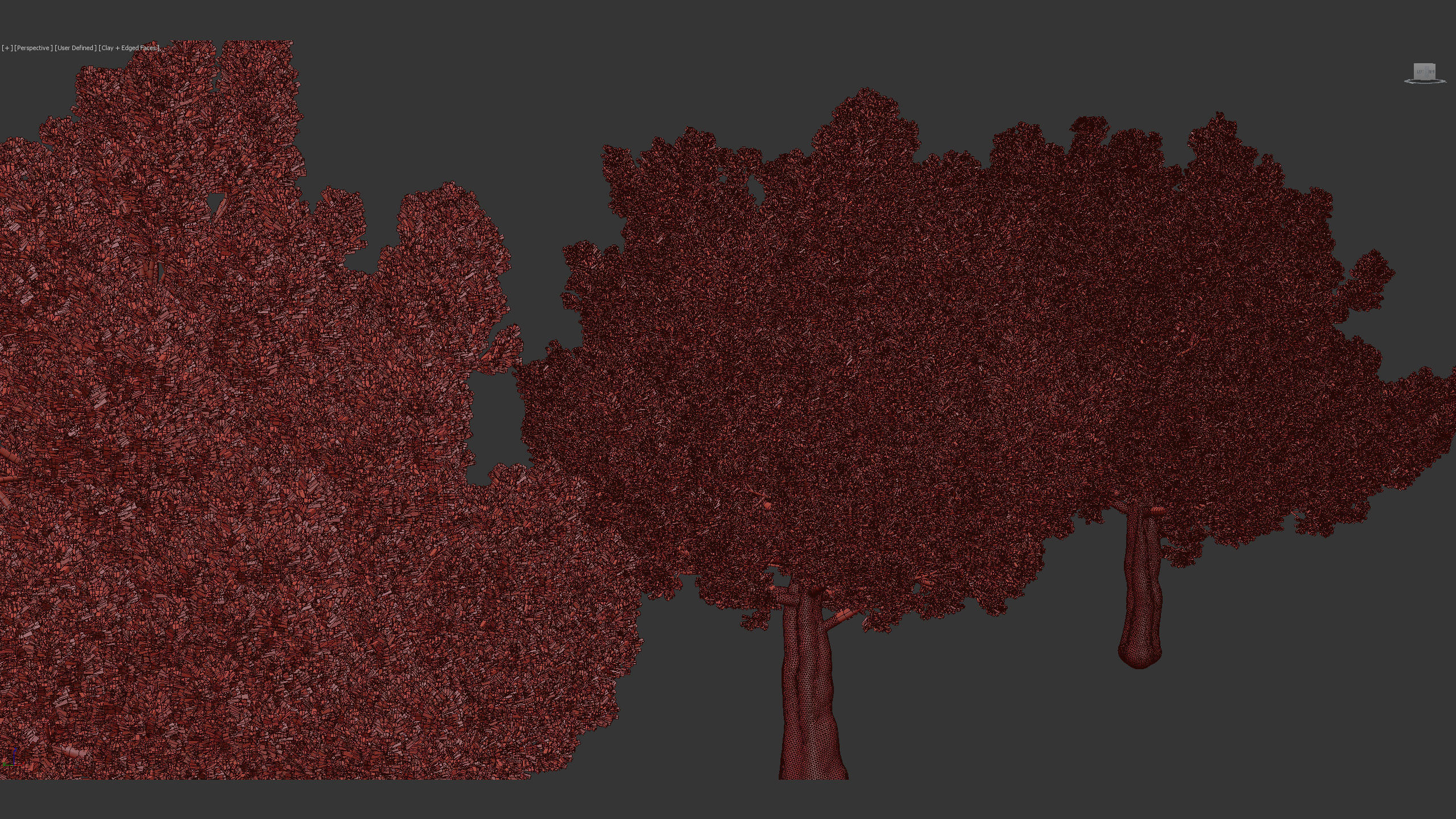 Juniperus excelsa Greek juniper 3D model_8