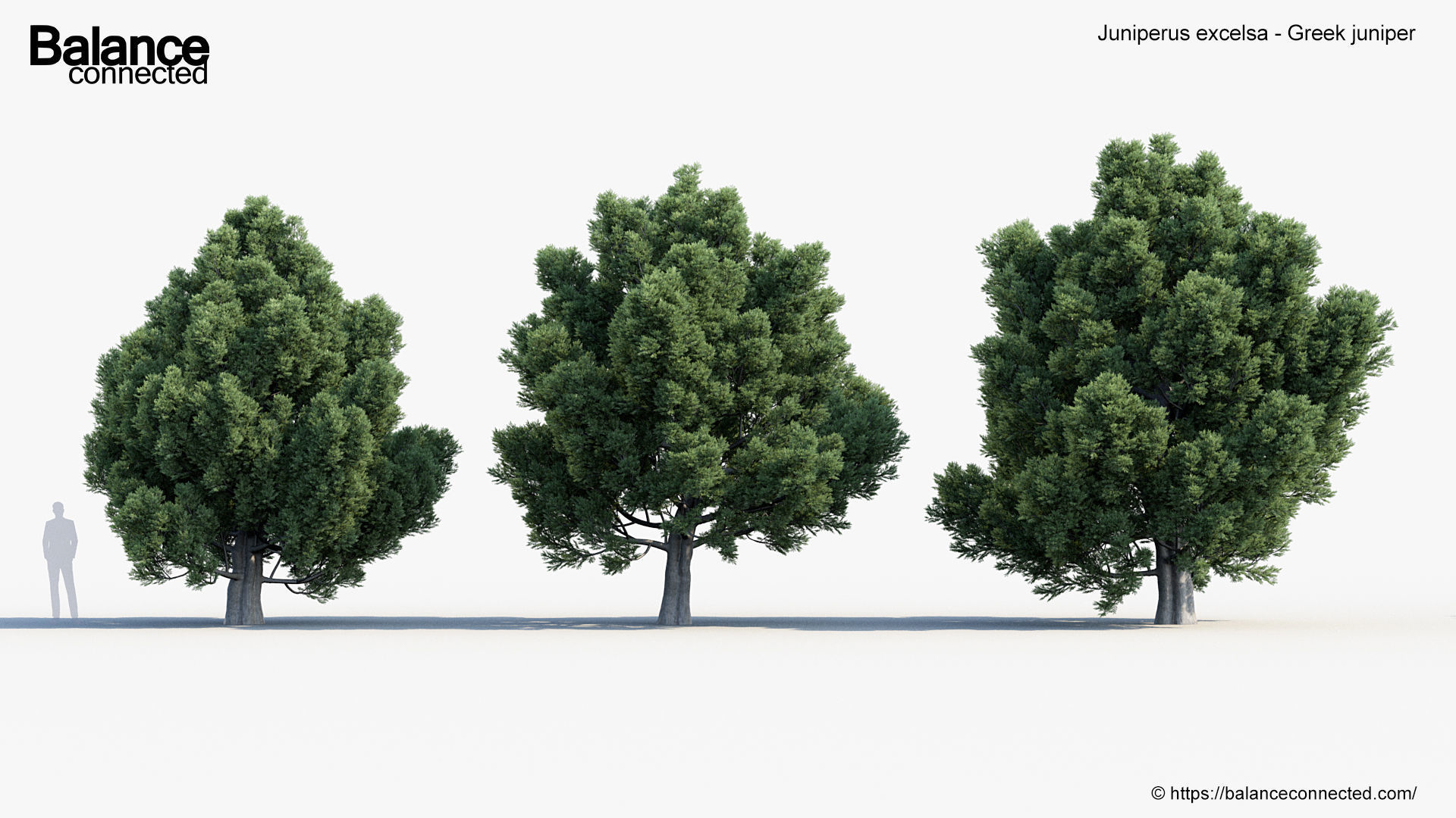 Juniperus excelsa Greek juniper 3D model_3