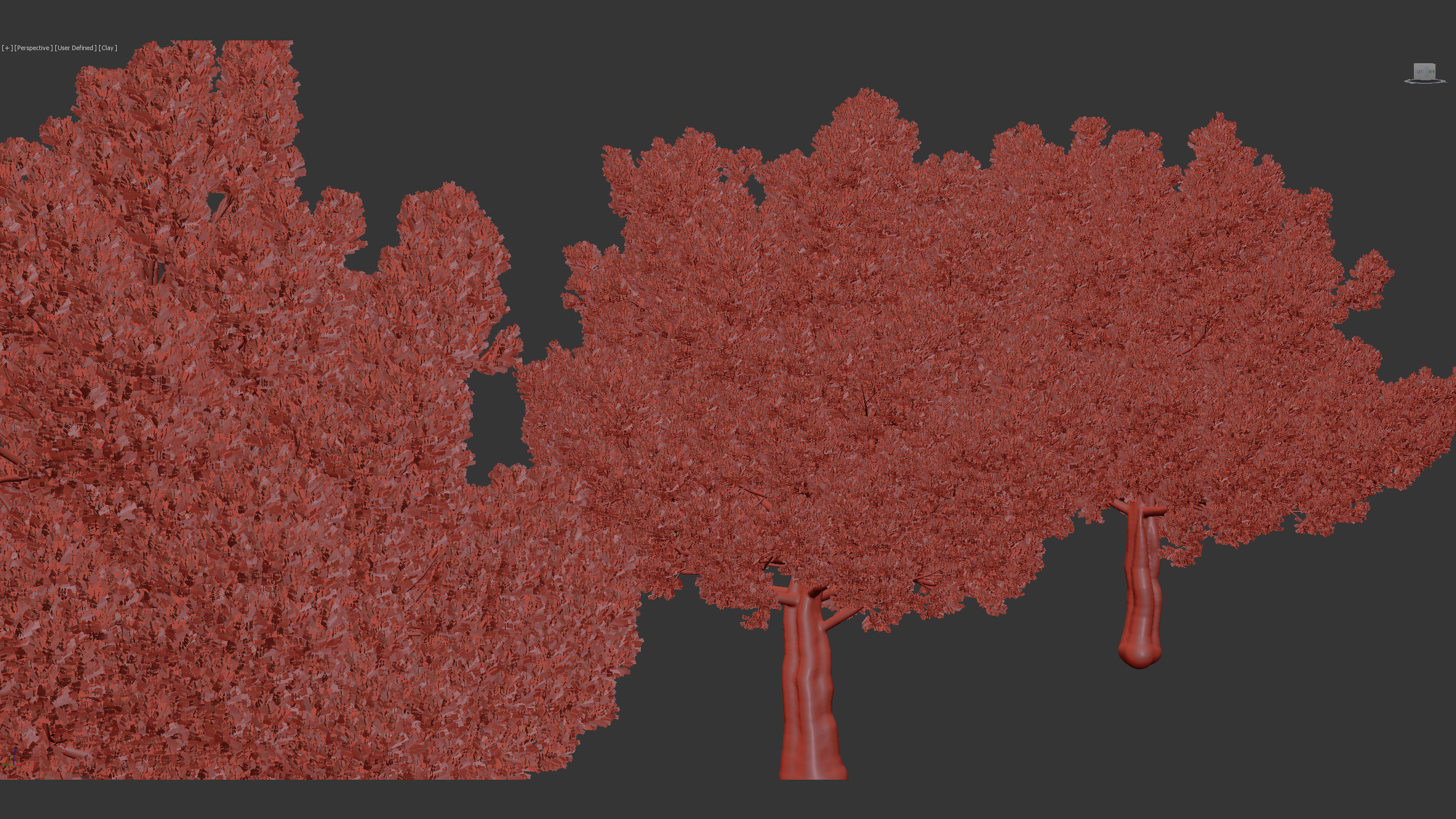 Juniperus excelsa Greek juniper 3D model_7