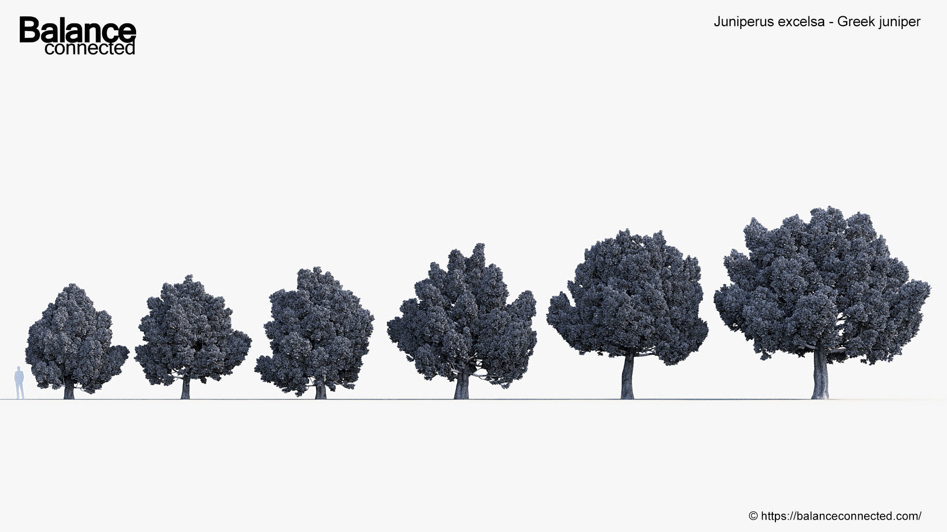 Juniperus excelsa Greek juniper 3D model_6
