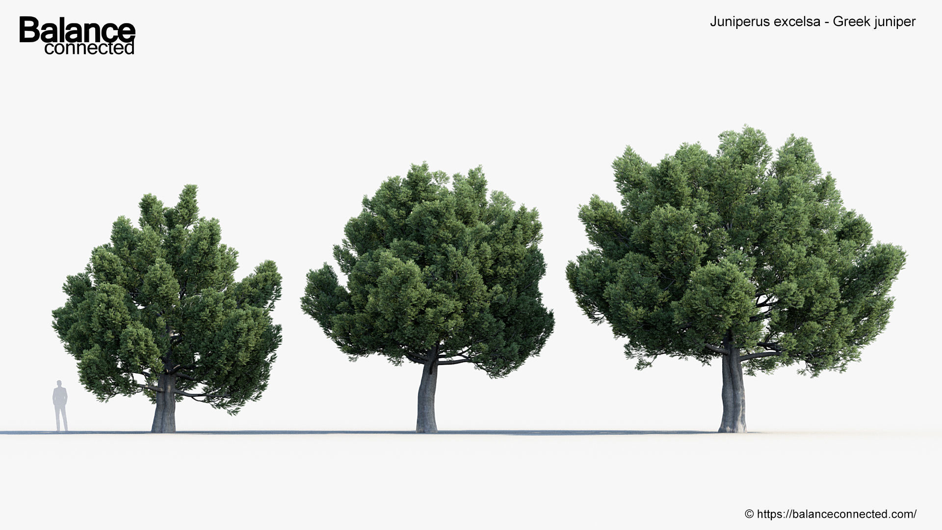 Juniperus excelsa Greek juniper 3D model_2