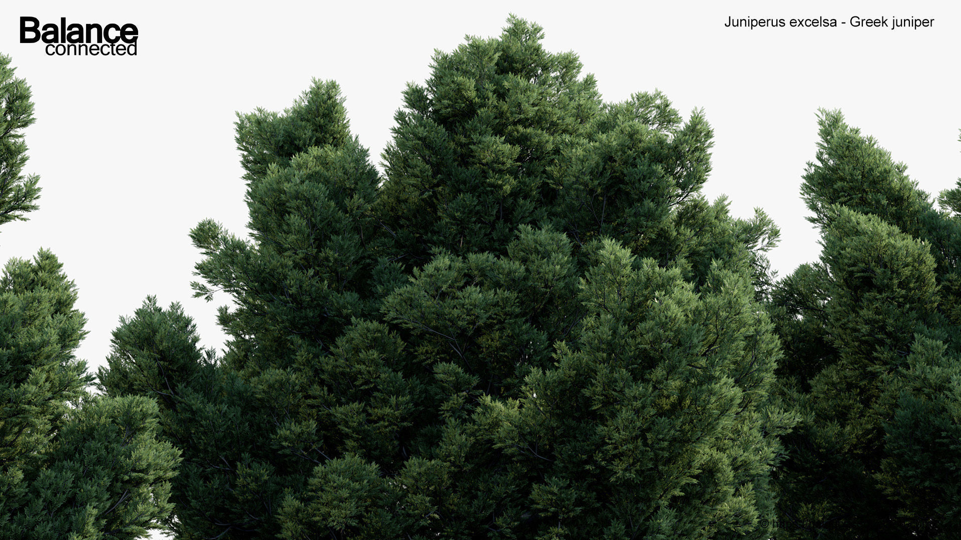 Juniperus excelsa Greek juniper 3D model_5