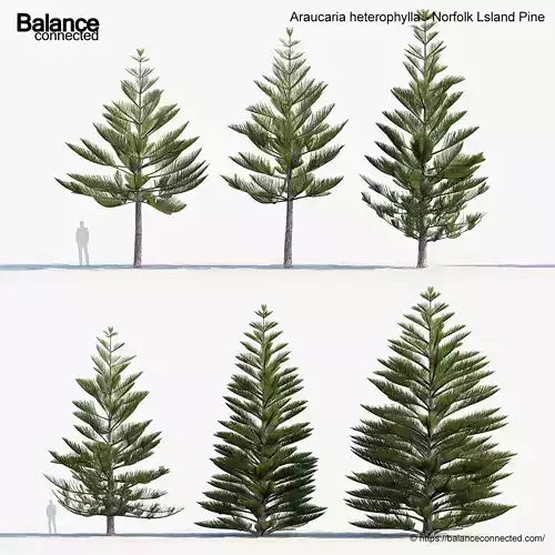 Araucaria heterophylla Norfolk Lsland Pine