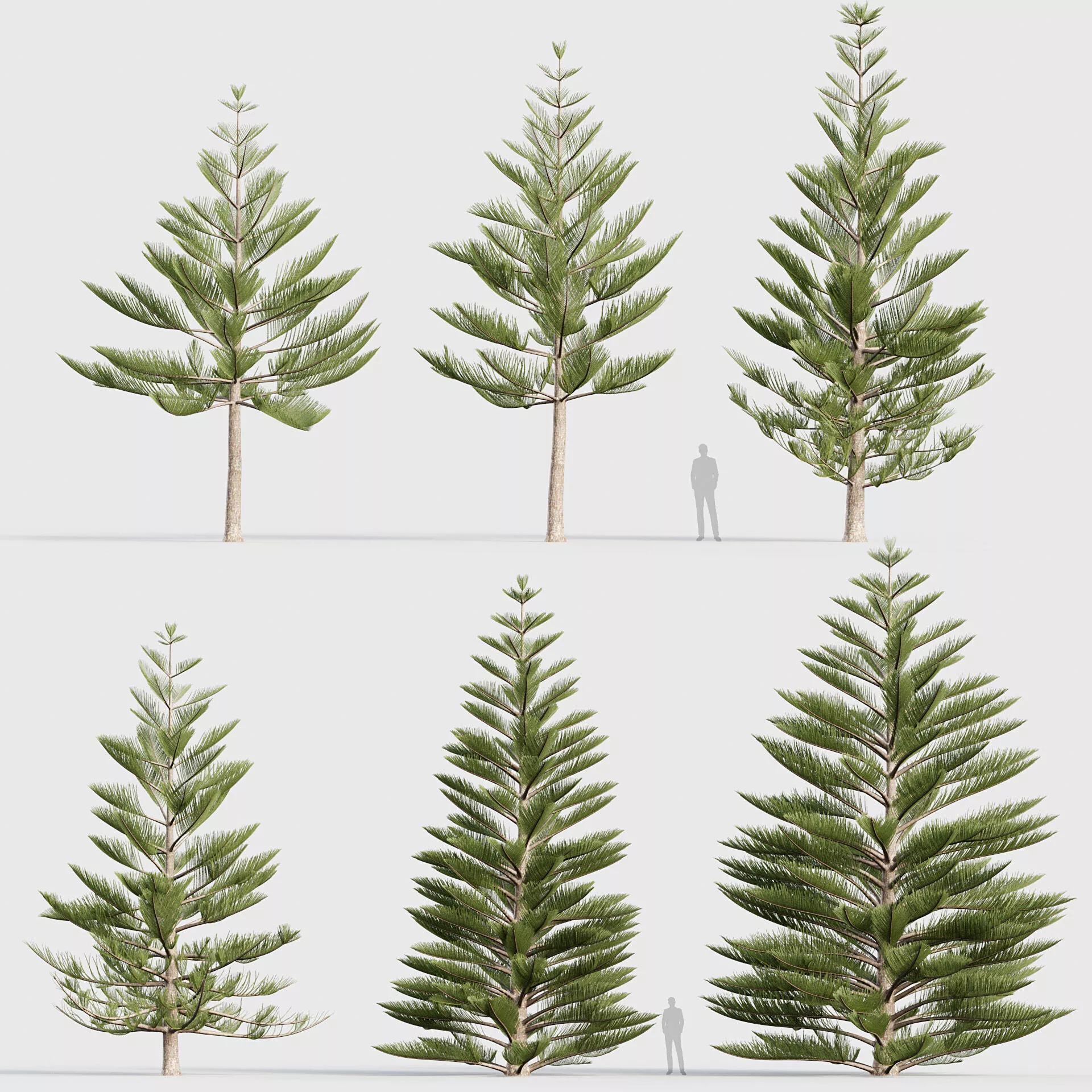 Araucaria heterophylla - Norfolk Lsland Pine 3D model