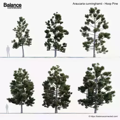 Araucaria cunninghamii Hoop Pine