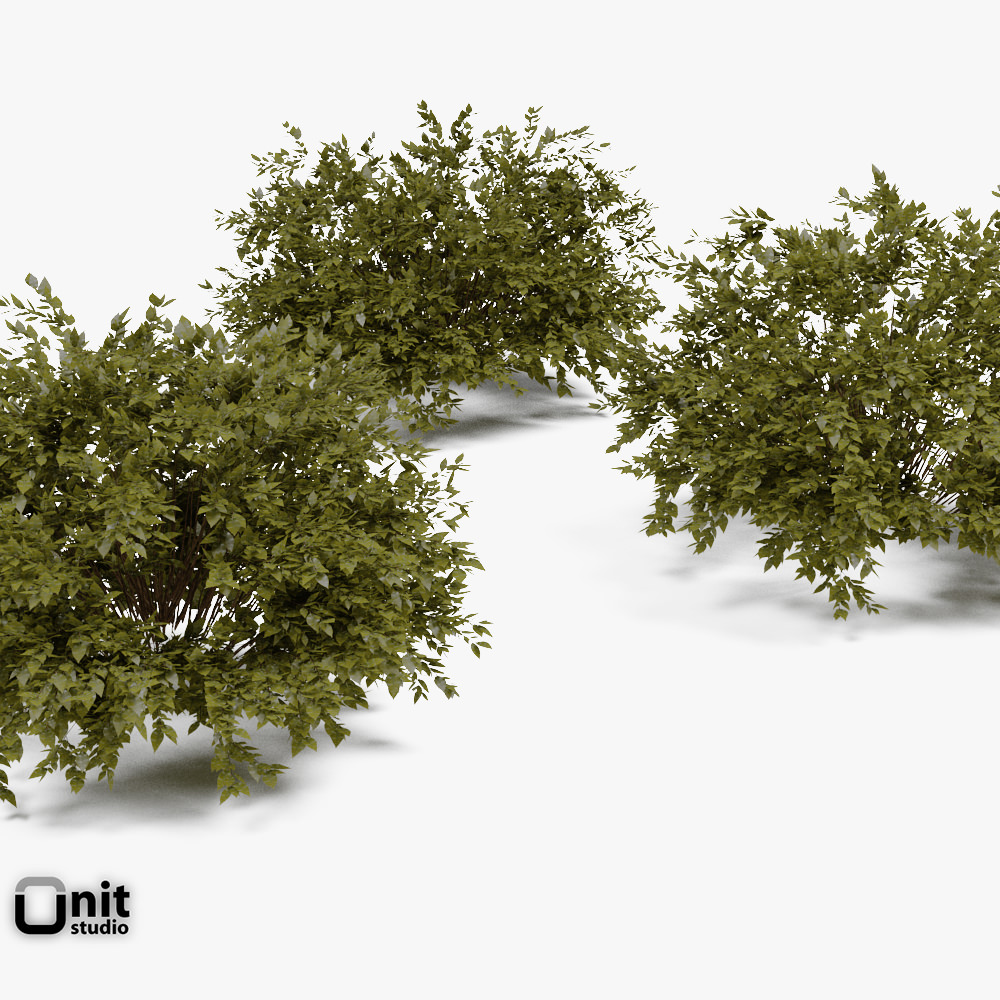 Bushes Collection - Set tree 3D model_1