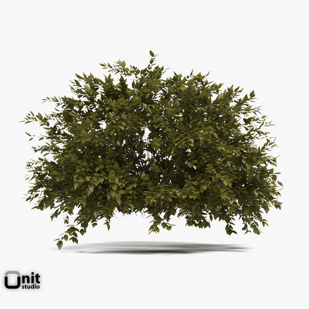 Bushes Collection - Set tree 3D model_3