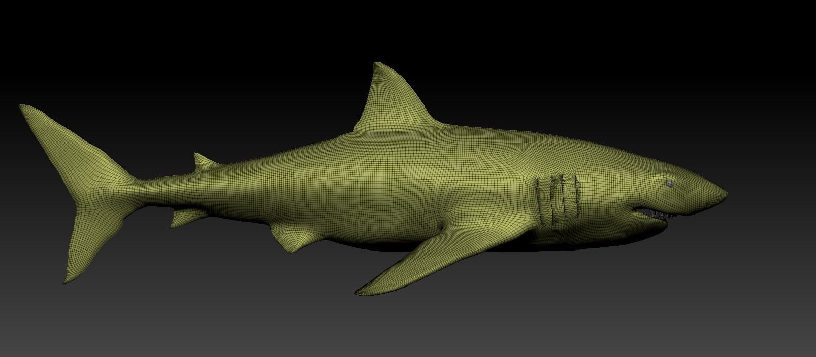 White shark base model Low-poly 3D model_21