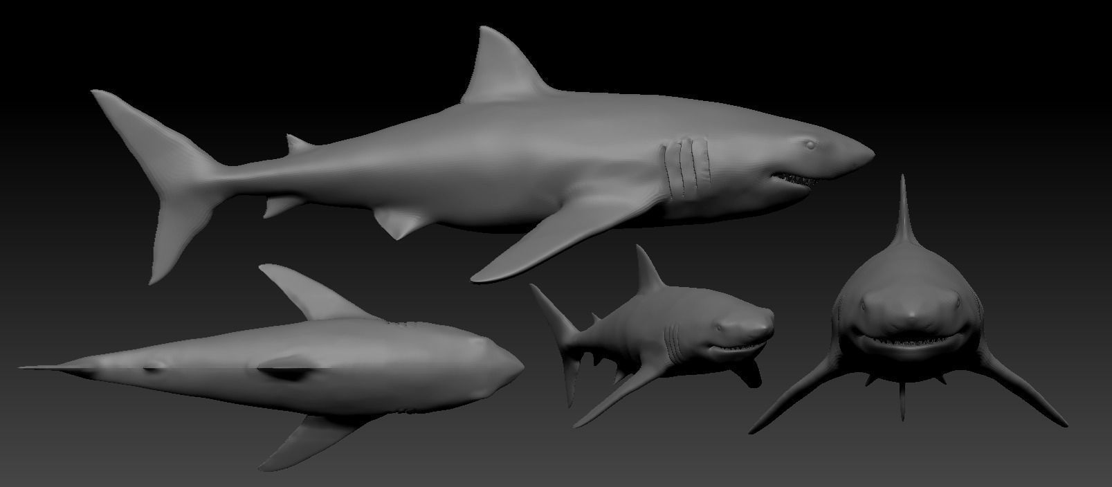 White shark base model Low-poly 3D model_22