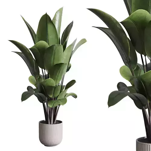 Ficus rubbery plant in concrete vase 359