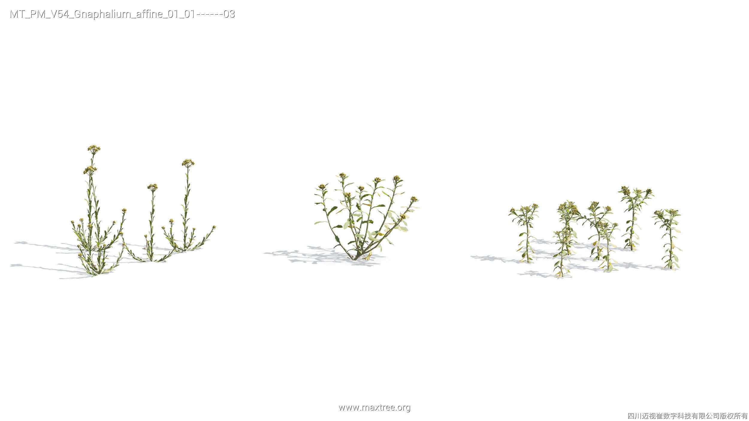 Maxtree Plant Models Vol 54 - Mesh 3D model_10