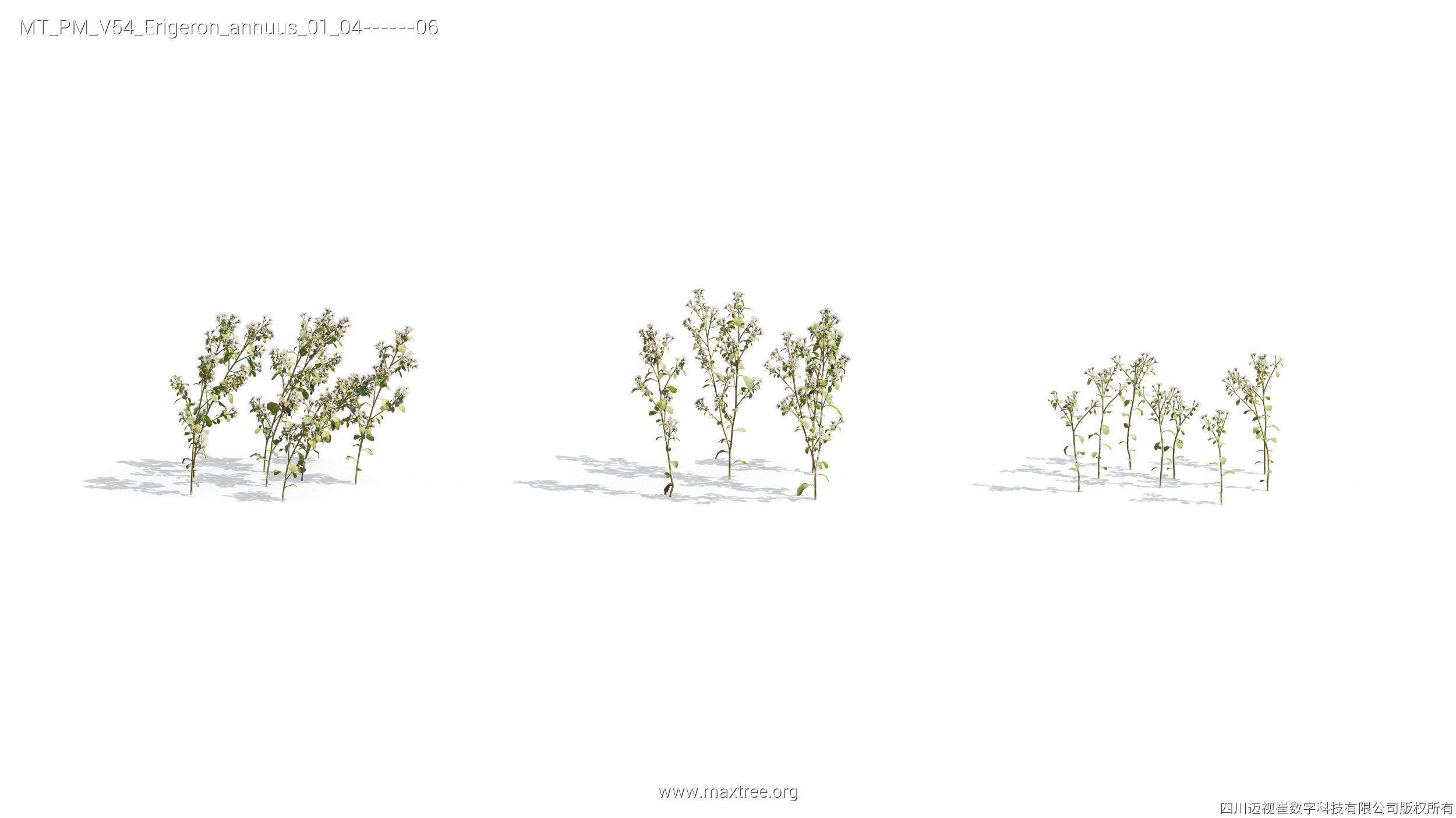 Maxtree Plant Models Vol 54 - Mesh 3D model_9