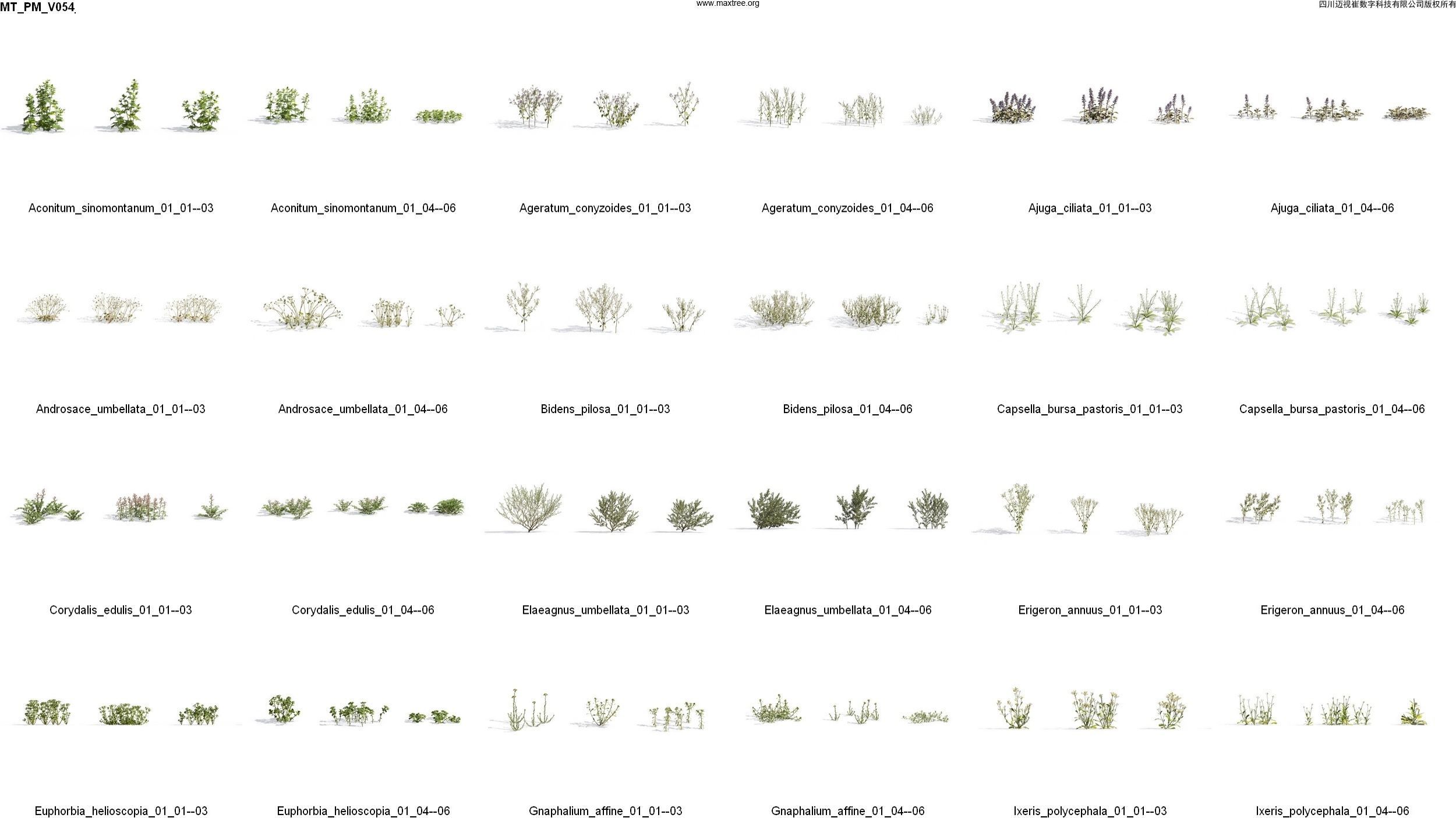 Maxtree Plant Models Vol 54 - Mesh 3D model_3