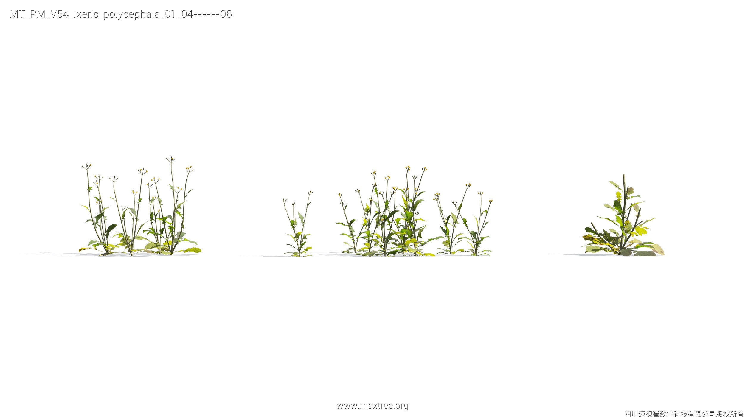 Maxtree Plant Models Vol 54 - Mesh 3D model_14