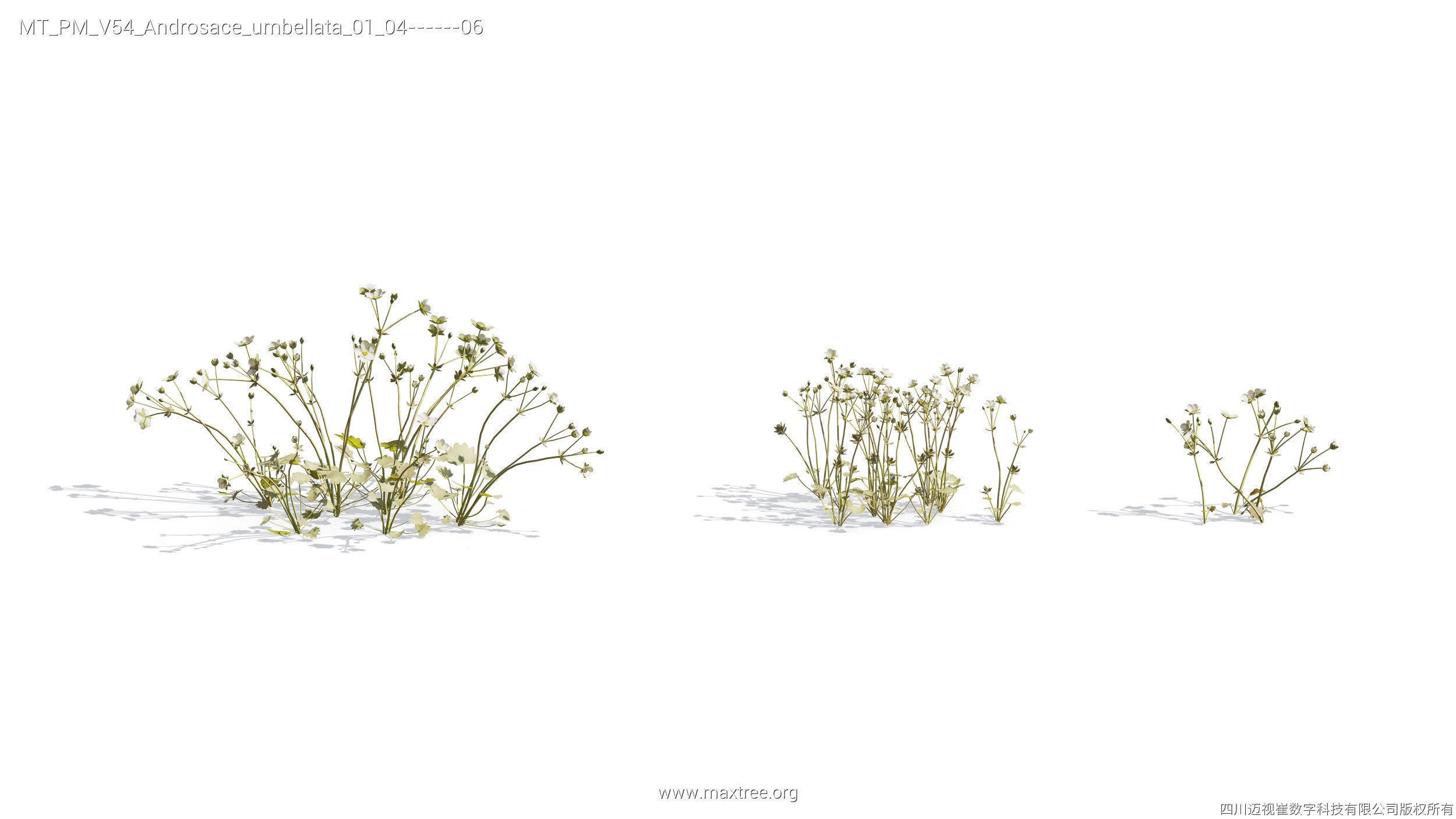 Maxtree Plant Models Vol 54 - Mesh 3D model_23