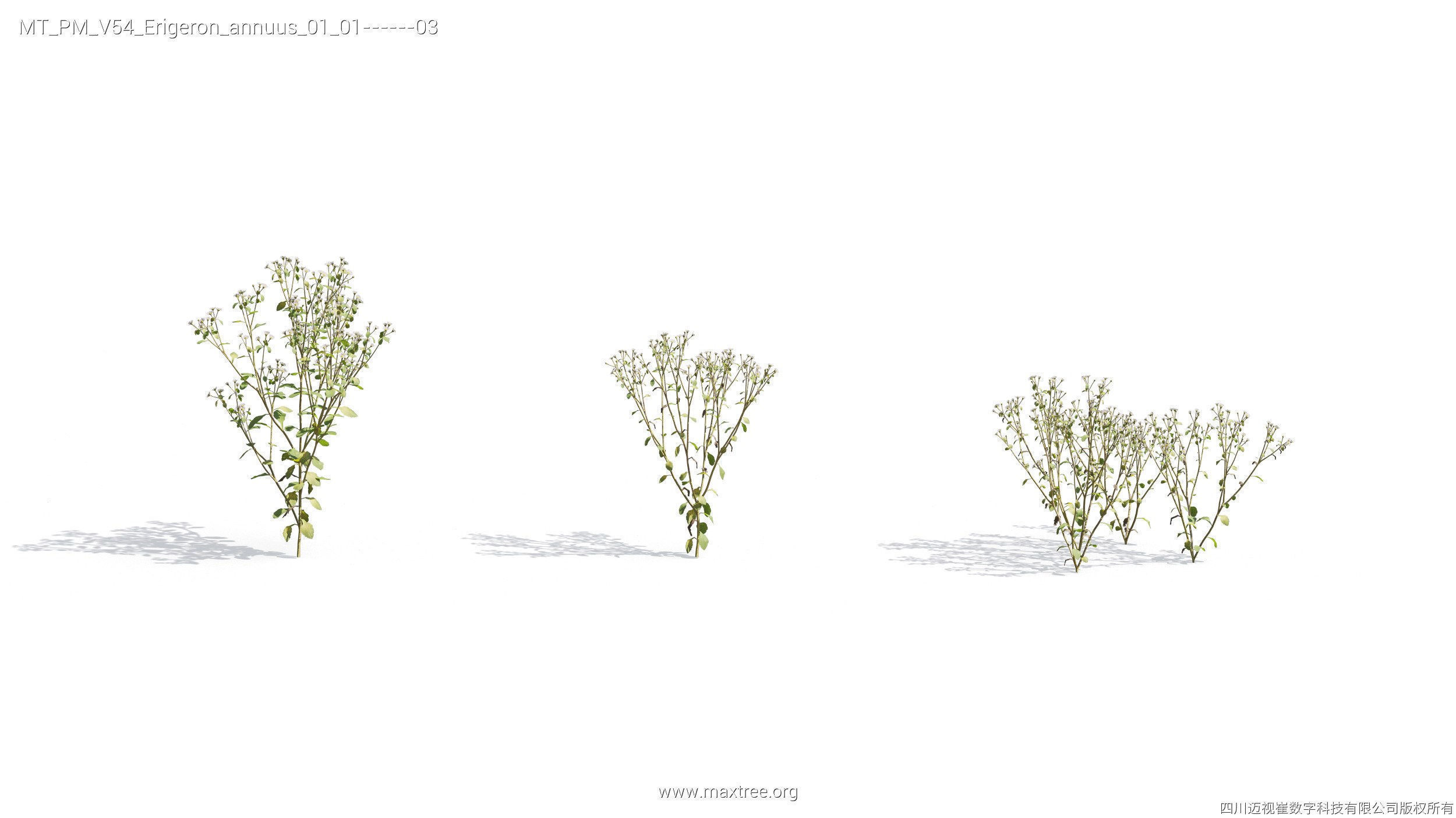Maxtree Plant Models Vol 54 - Mesh 3D model_4