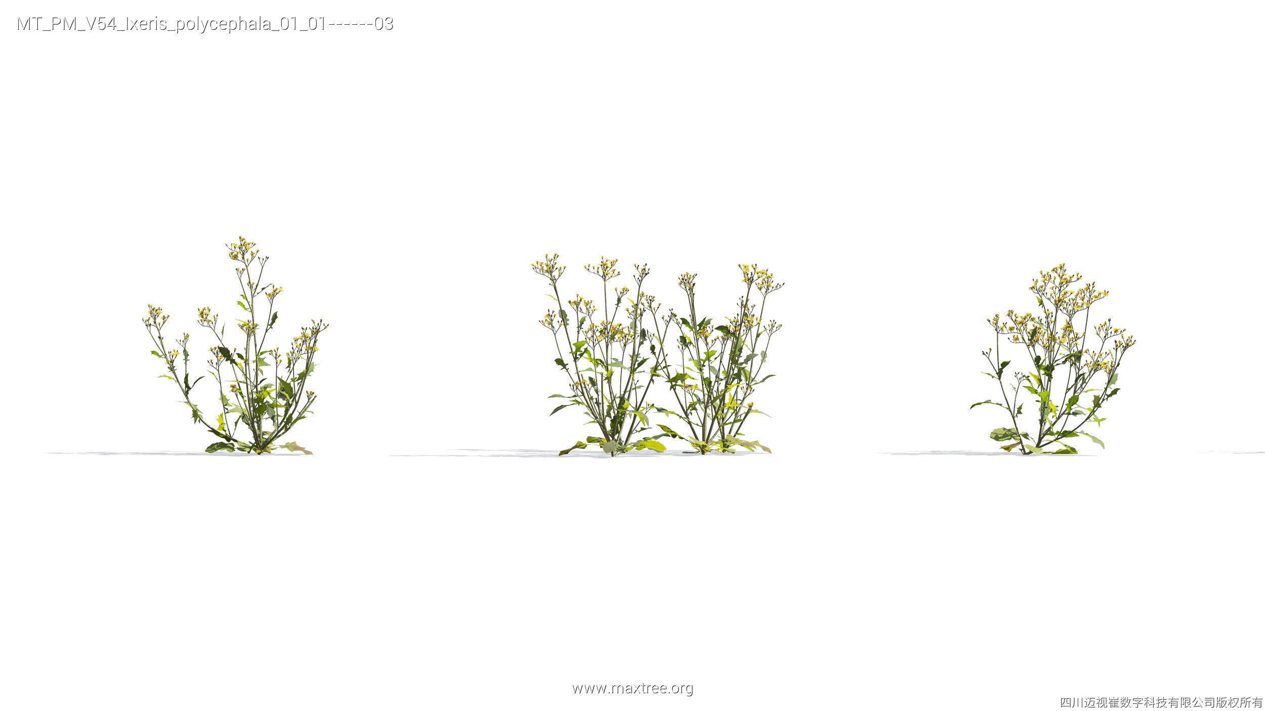 Maxtree Plant Models Vol 54 - Mesh 3D model_13