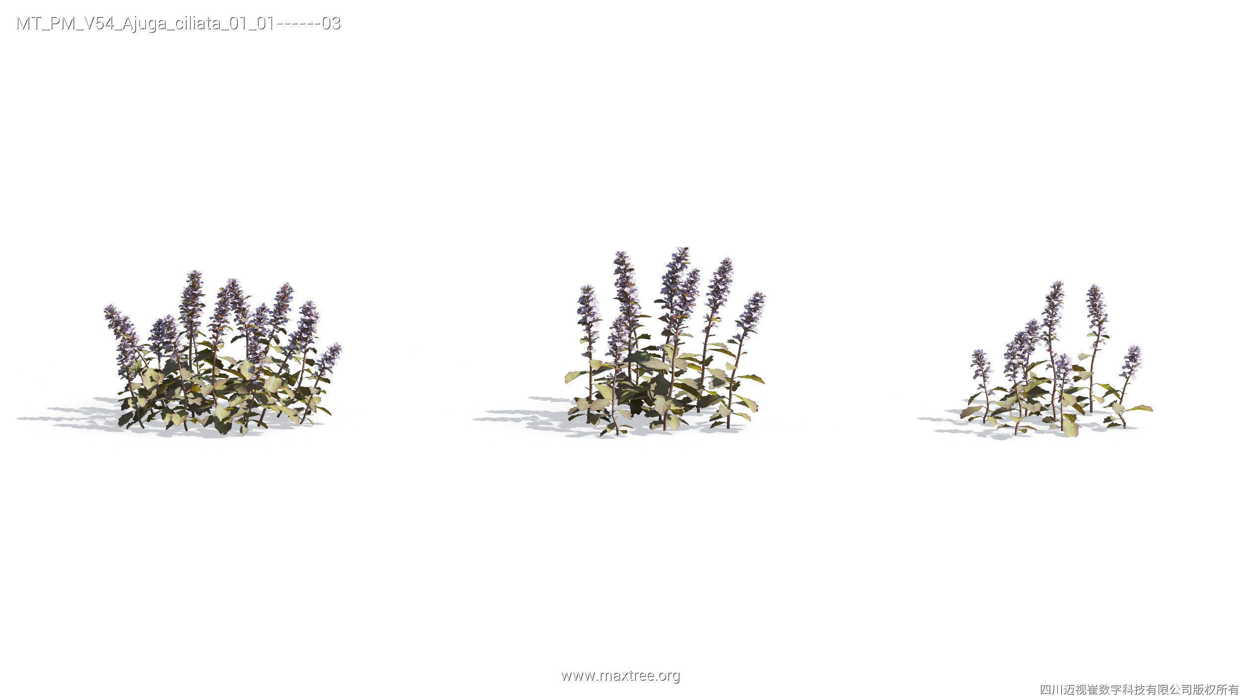 Maxtree Plant Models Vol 54 - Mesh 3D model_22