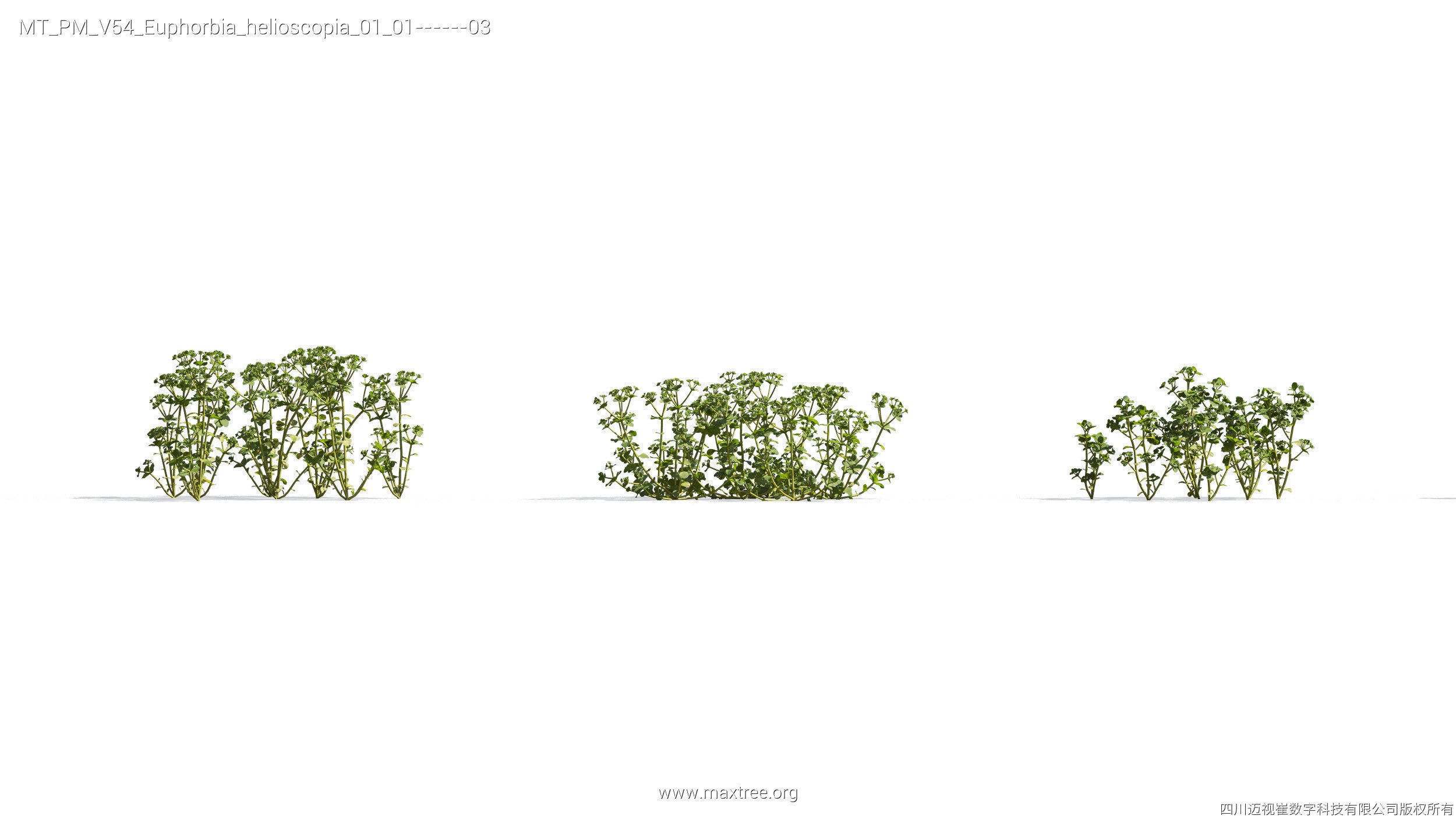 Maxtree Plant Models Vol 54 - Mesh 3D model_15