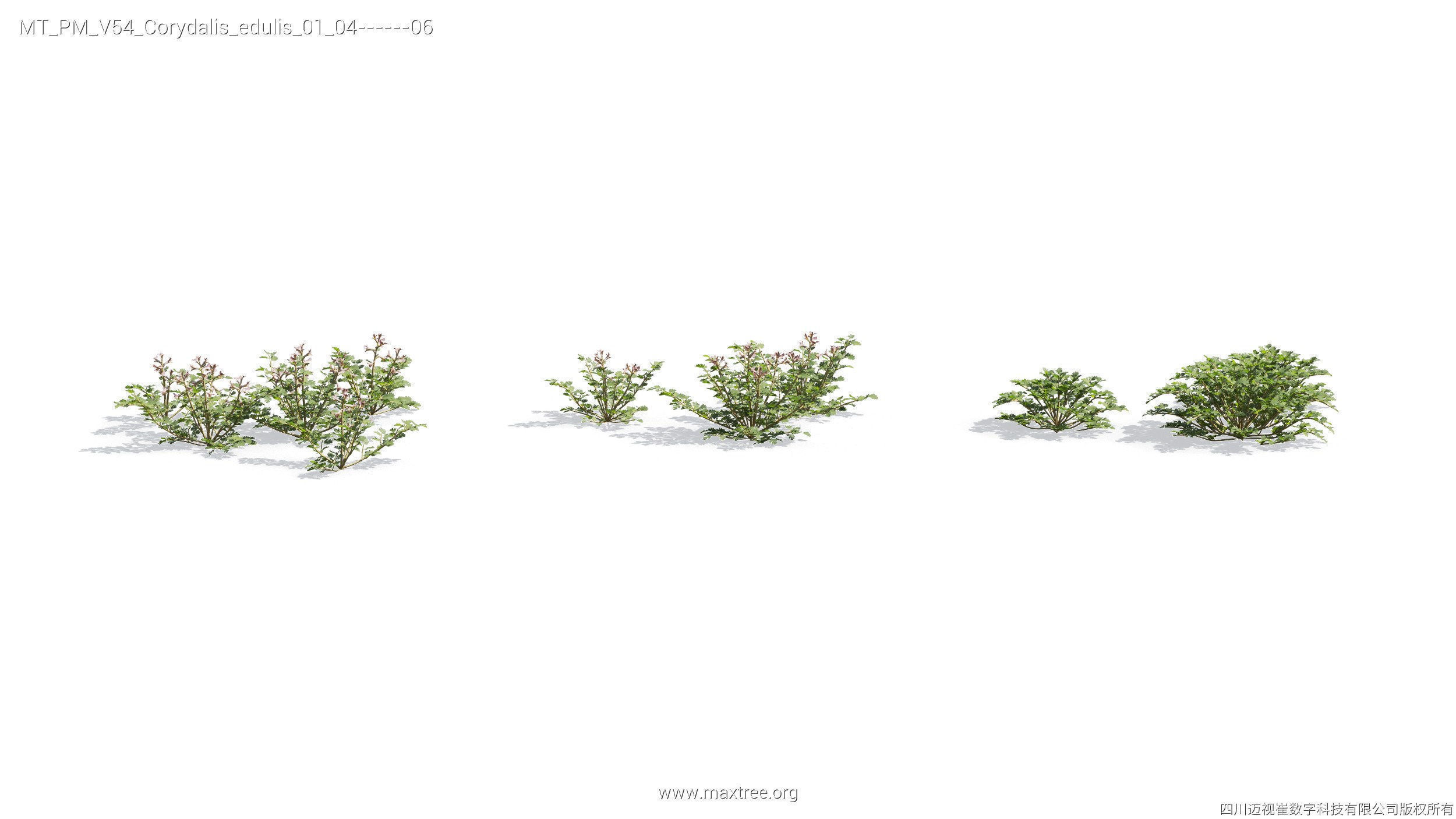 Maxtree Plant Models Vol 54 - Mesh 3D model_6