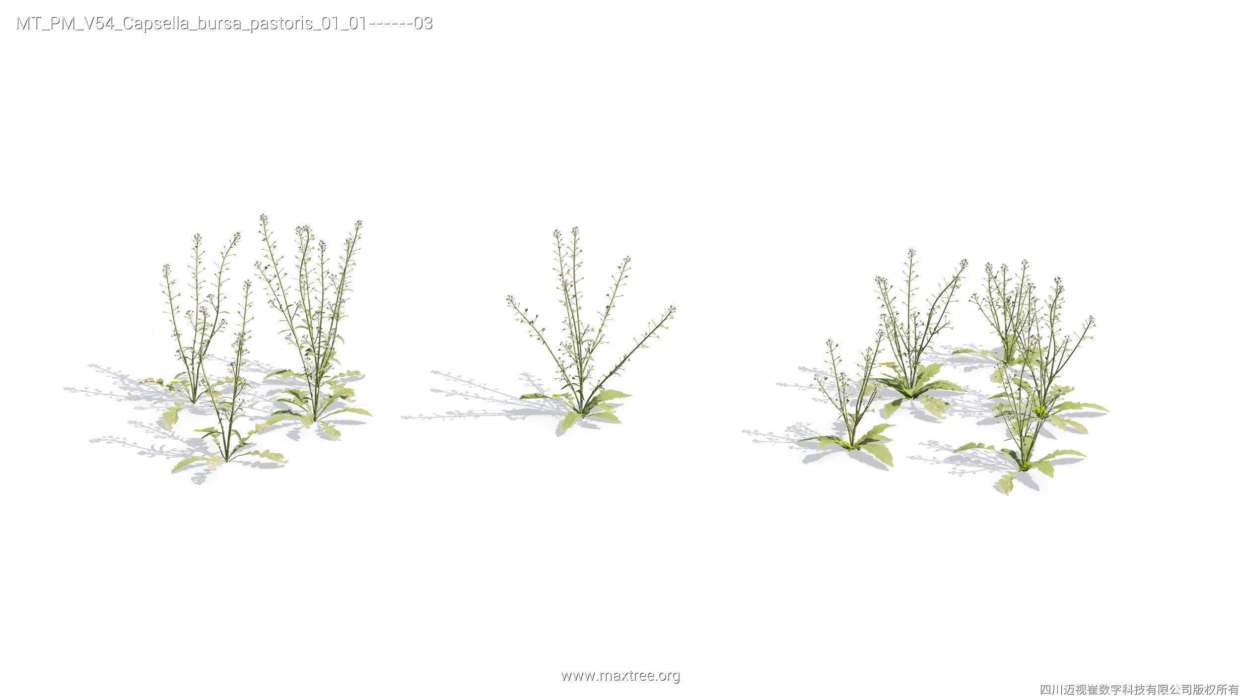 Maxtree Plant Models Vol 54 - Mesh 3D model_26