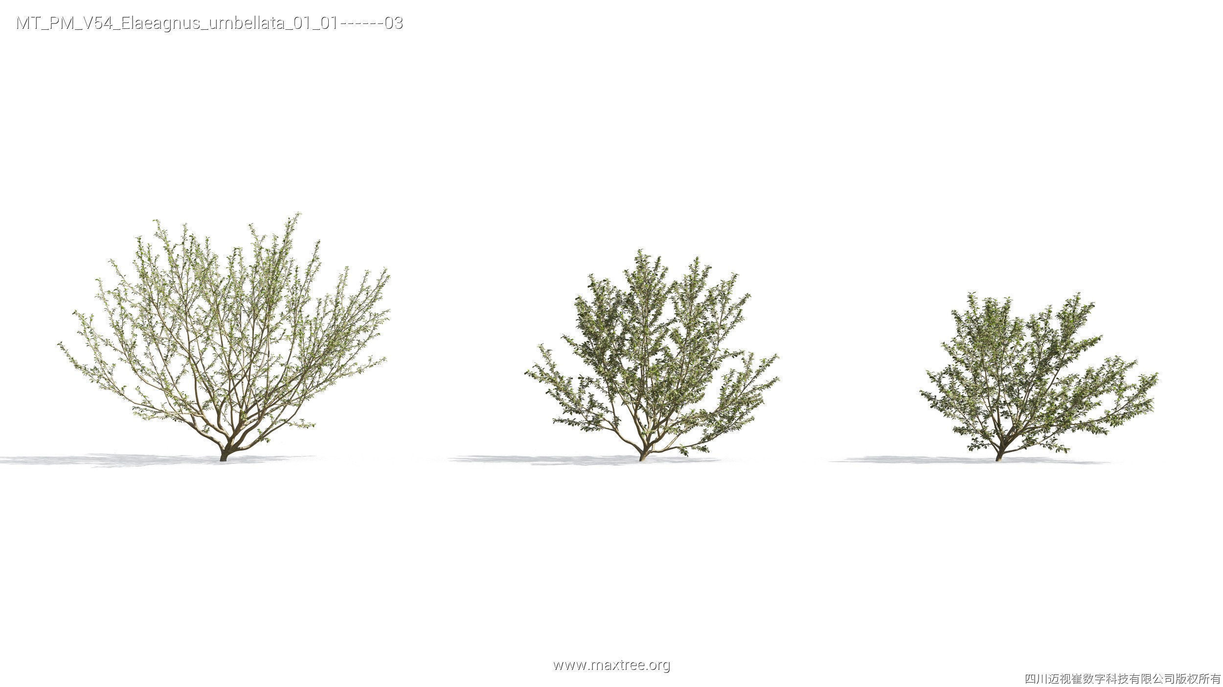 Maxtree Plant Models Vol 54 - Mesh 3D model_20
