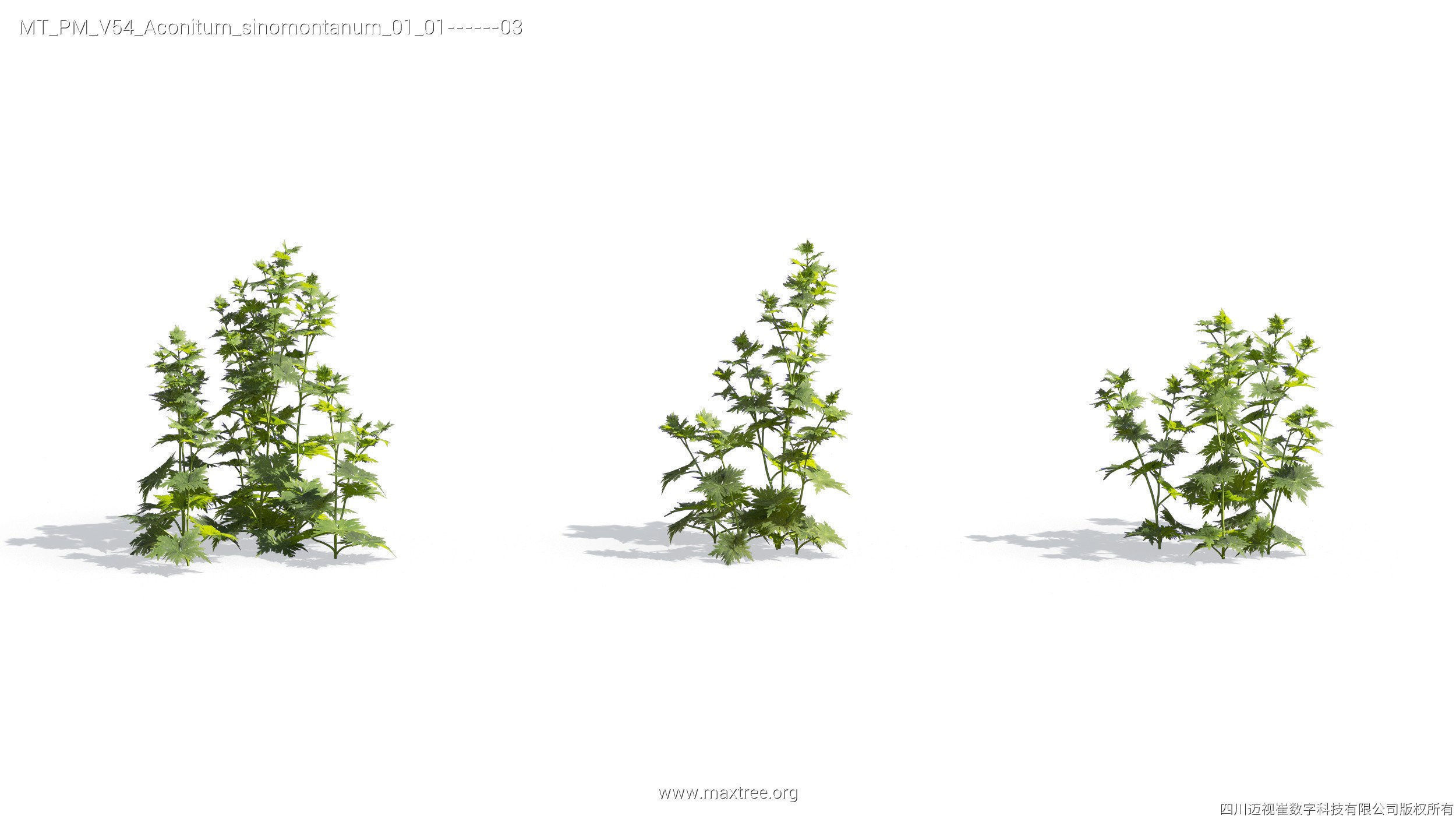 Maxtree Plant Models Vol 54 - Mesh 3D model_25