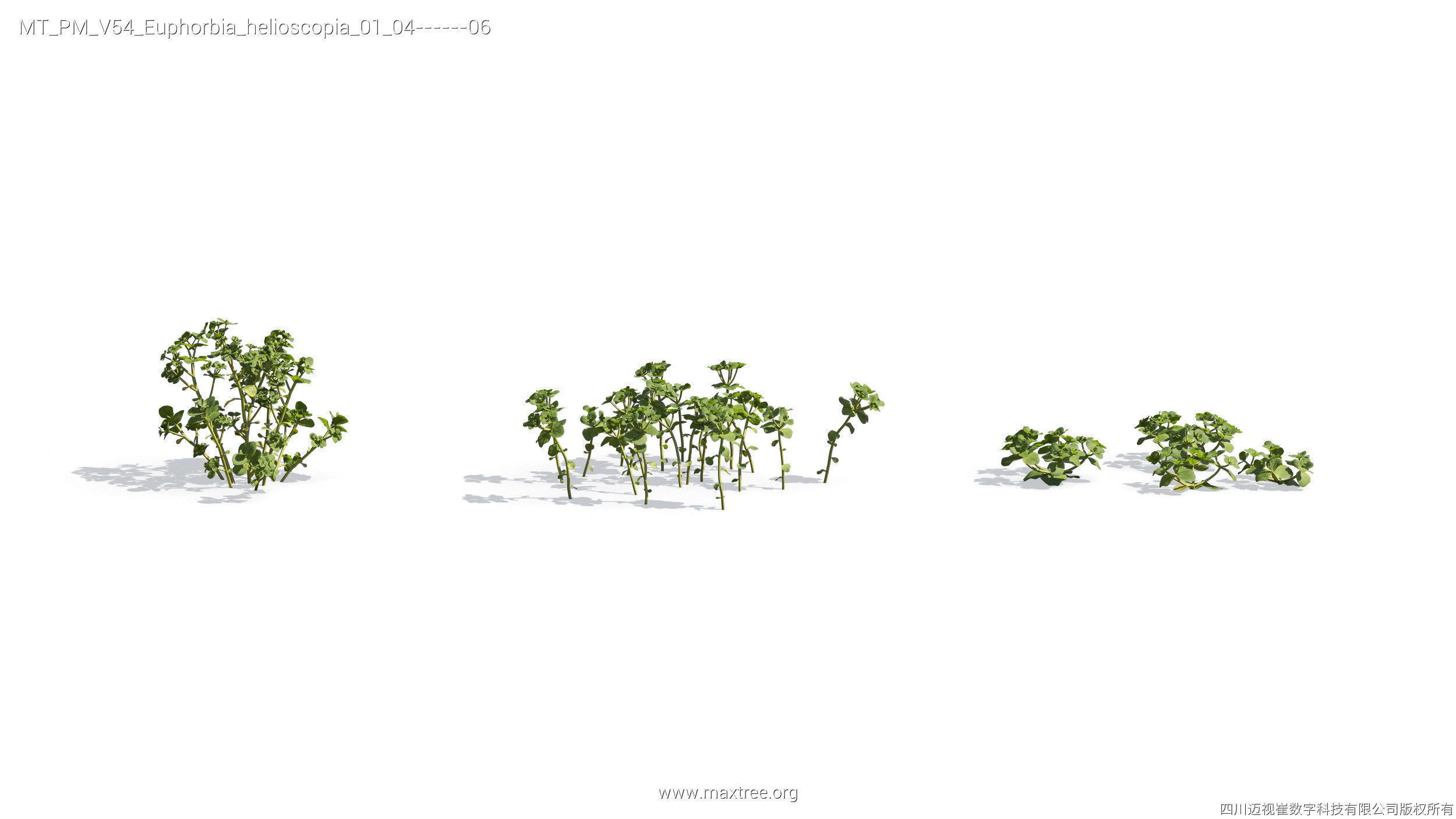 Maxtree Plant Models Vol 54 - Mesh 3D model_11