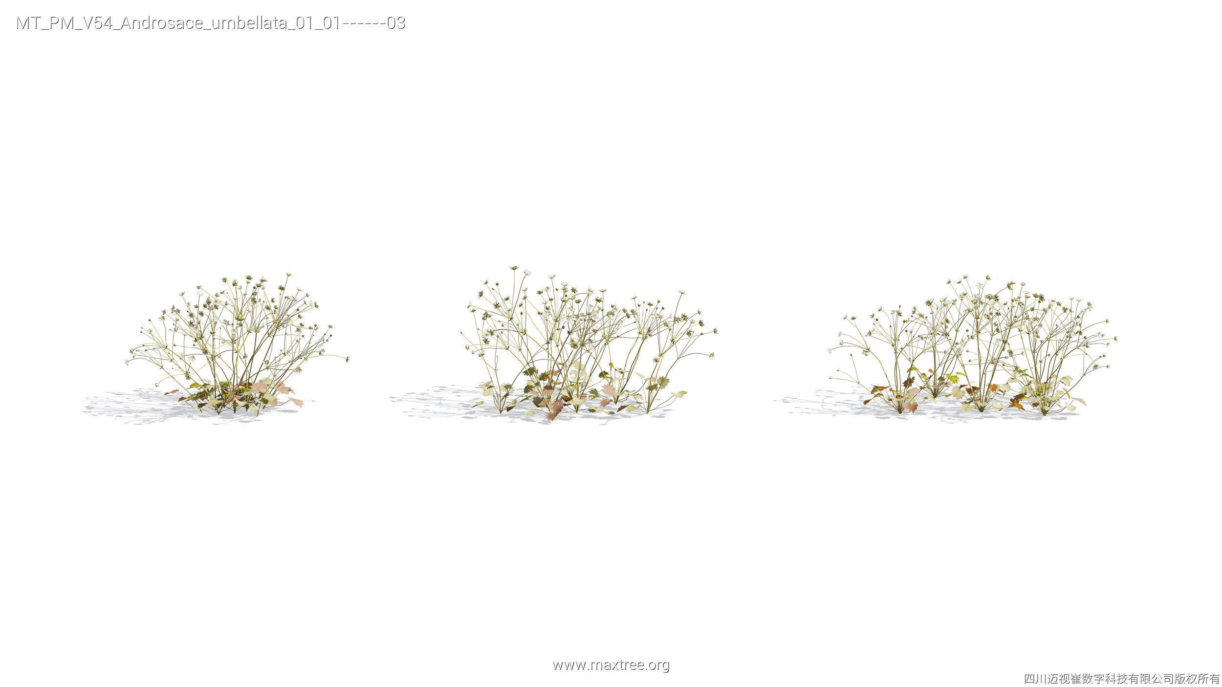 Maxtree Plant Models Vol 54 - Mesh 3D model_27