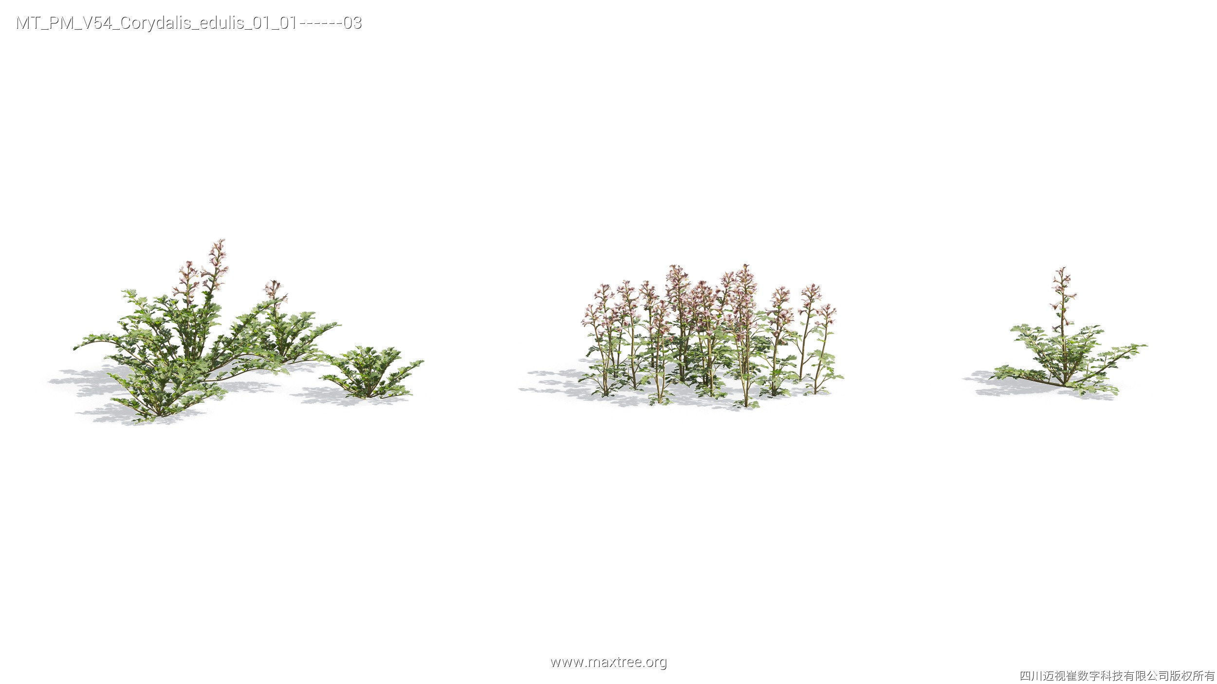 Maxtree Plant Models Vol 54 - Mesh 3D model_7