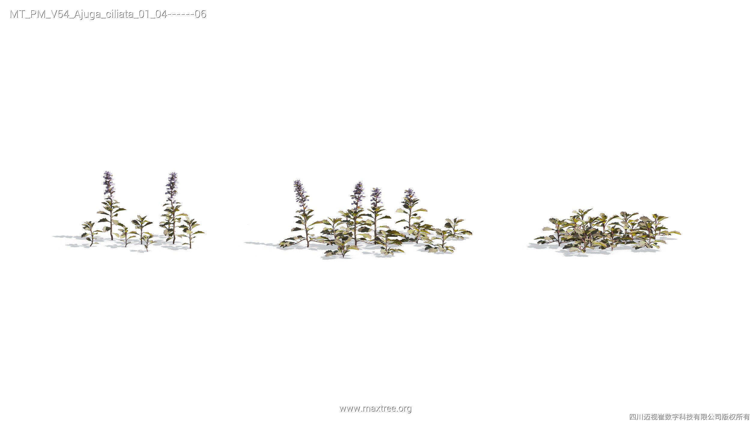 Maxtree Plant Models Vol 54 - Mesh 3D model_17