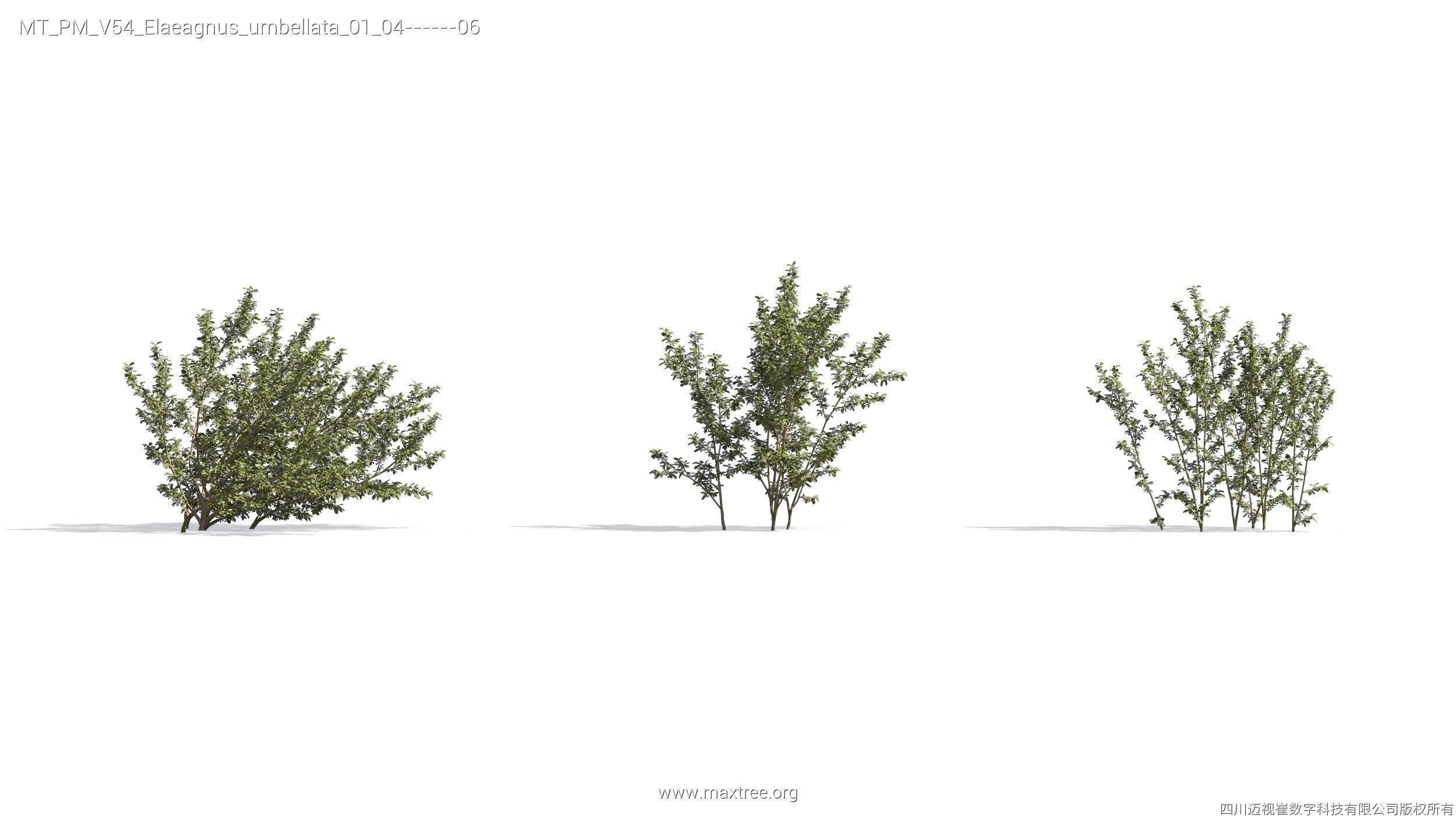 Maxtree Plant Models Vol 54 - Mesh 3D model_12