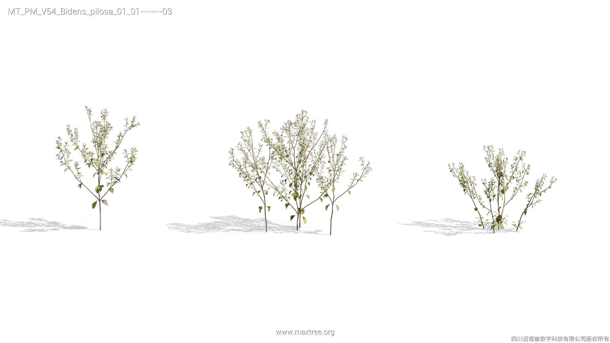 Maxtree Plant Models Vol 54 - Mesh 3D model_18