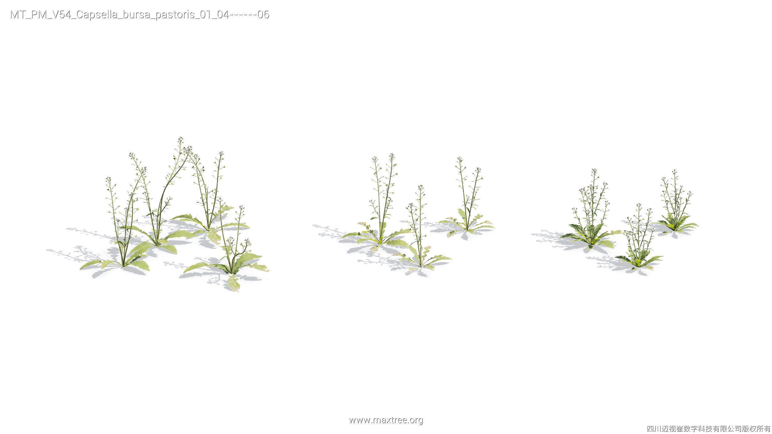 Maxtree Plant Models Vol 54 - Mesh 3D model_5
