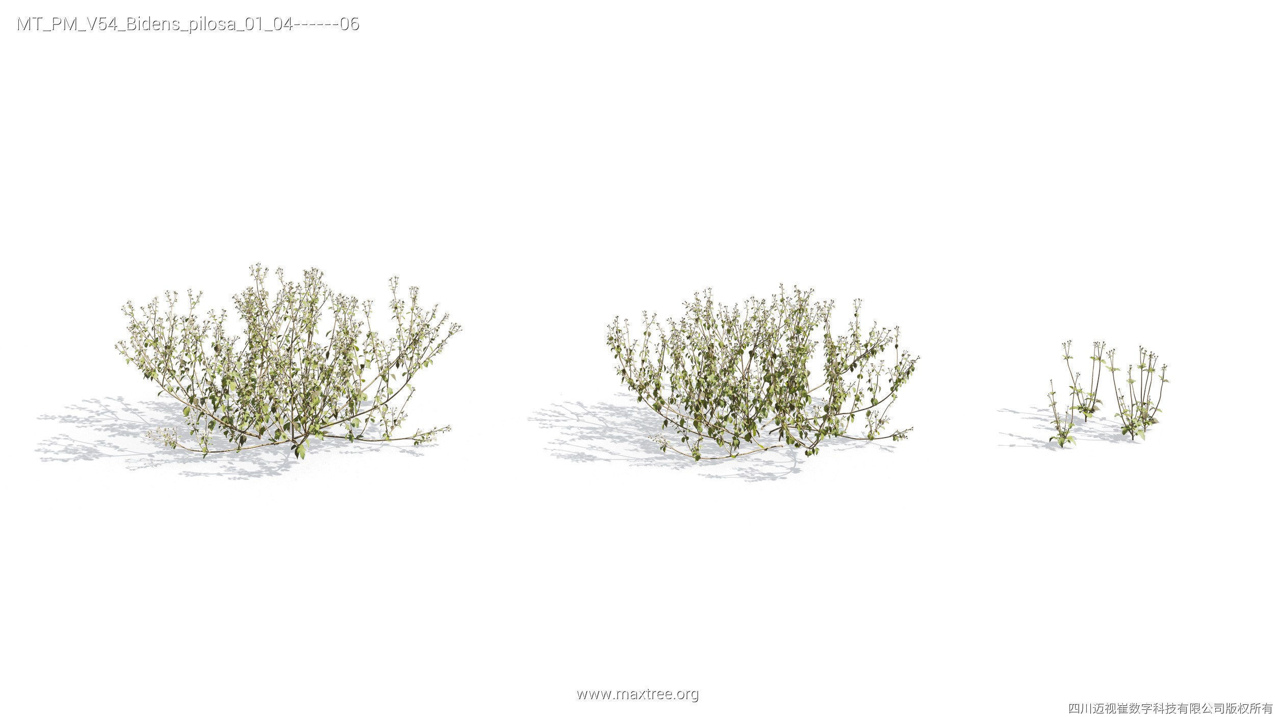 Maxtree Plant Models Vol 54 - Mesh 3D model_24