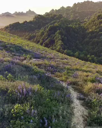 Maxtree Plant Models Vol 54 - Mesh