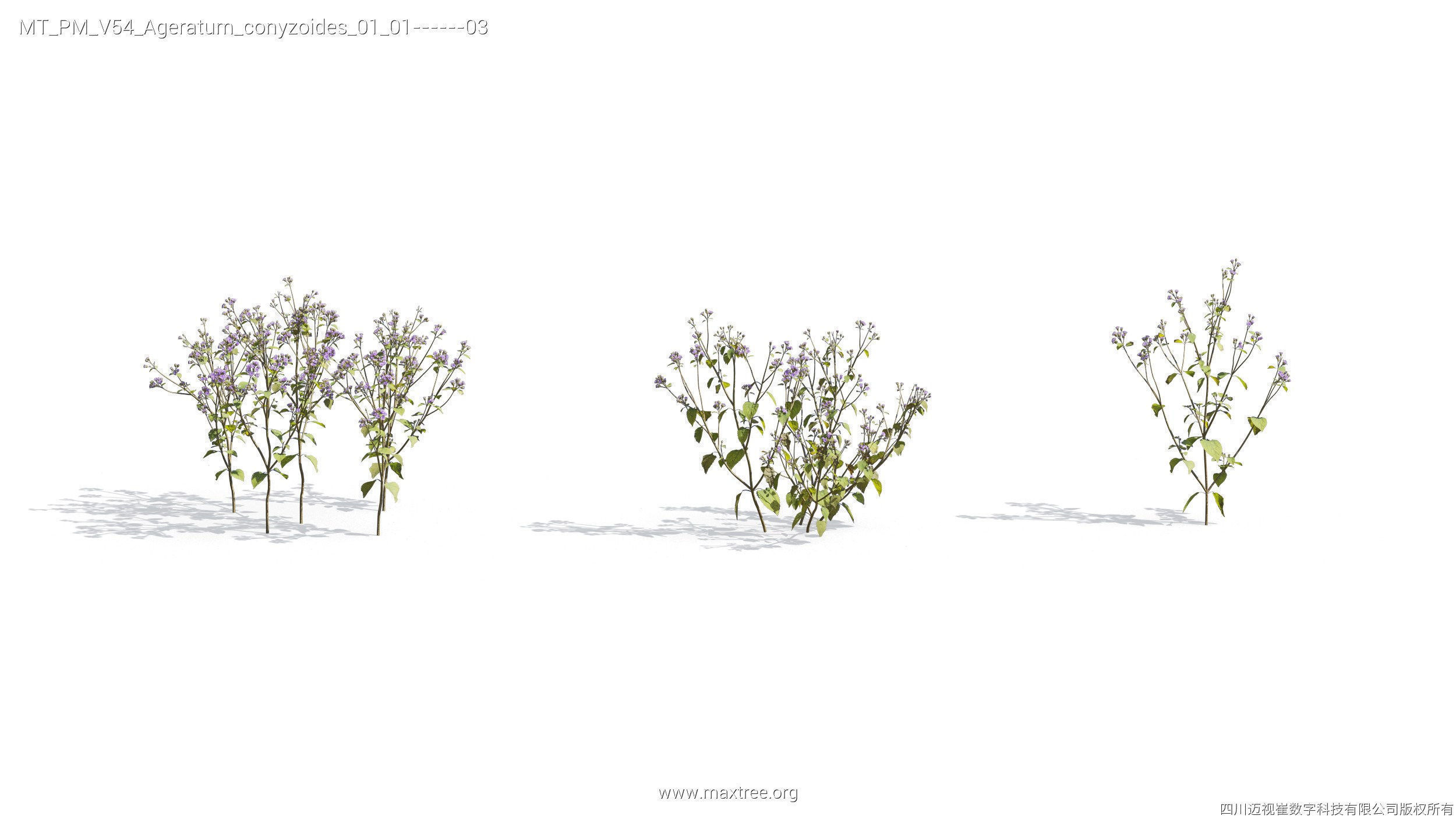 Maxtree Plant Models Vol 54 - Mesh 3D model_19