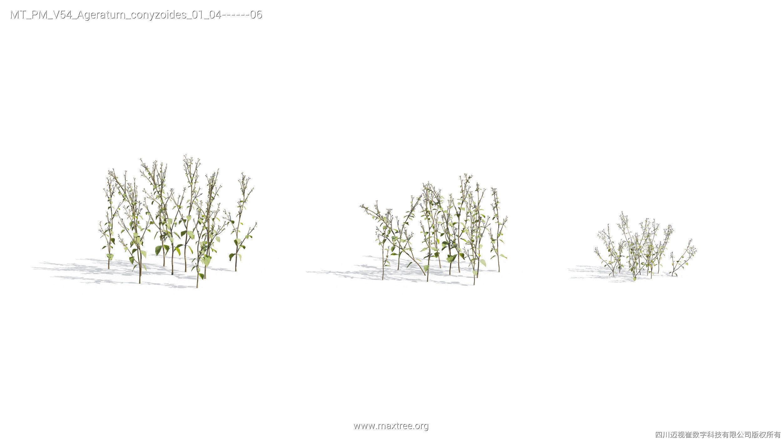 Maxtree Plant Models Vol 54 - Mesh 3D model_16