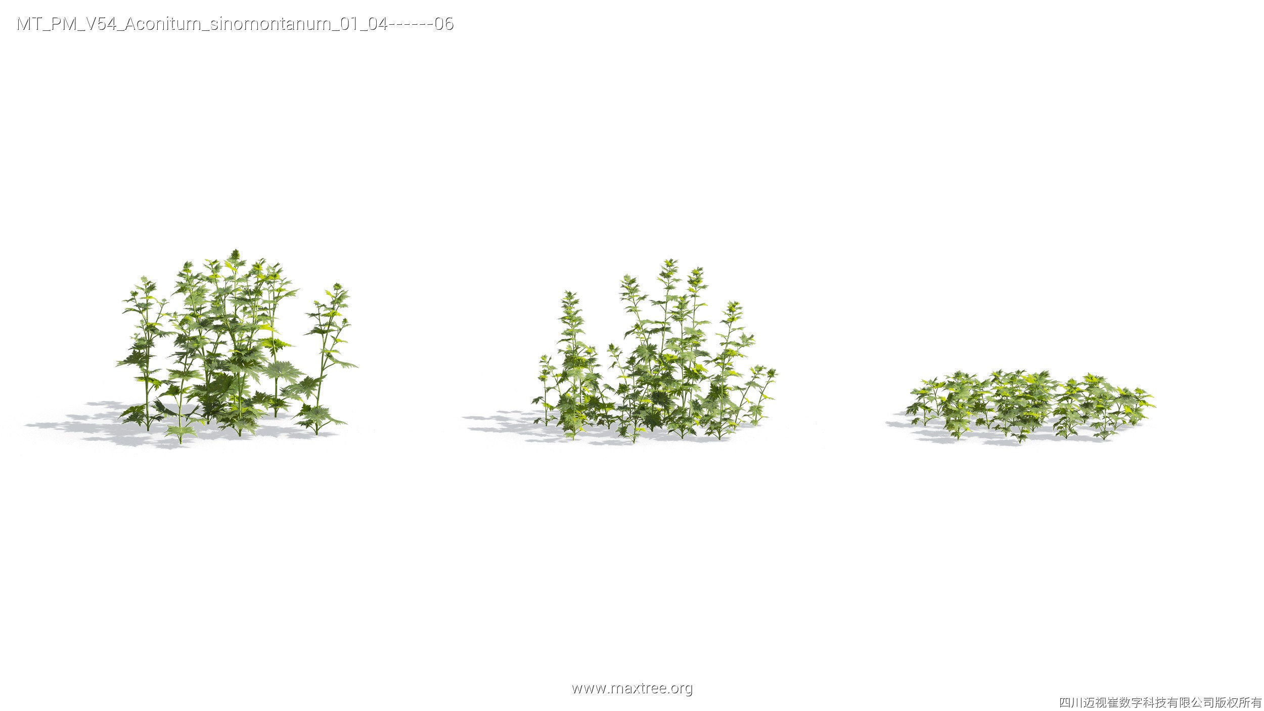 Maxtree Plant Models Vol 54 - Mesh 3D model_21